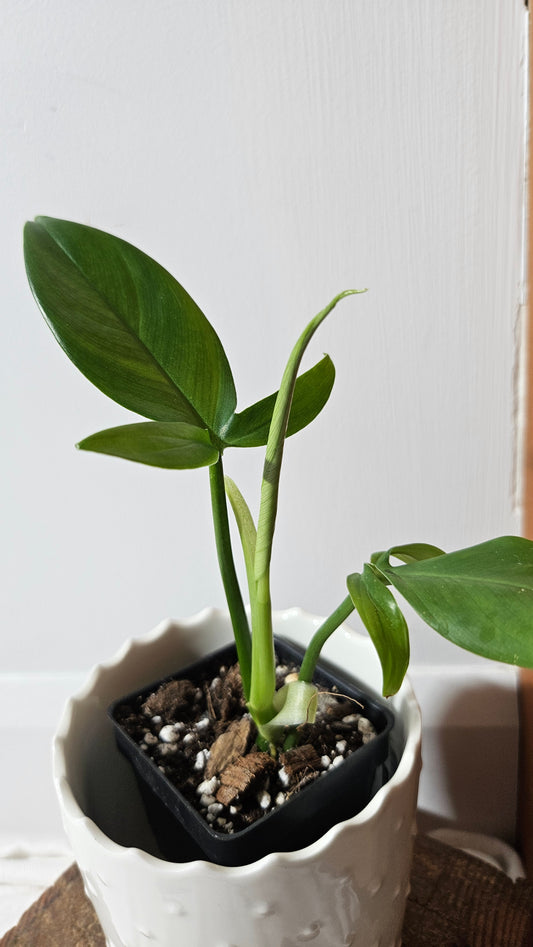 Philodendron Tripartitum (PHI-853)