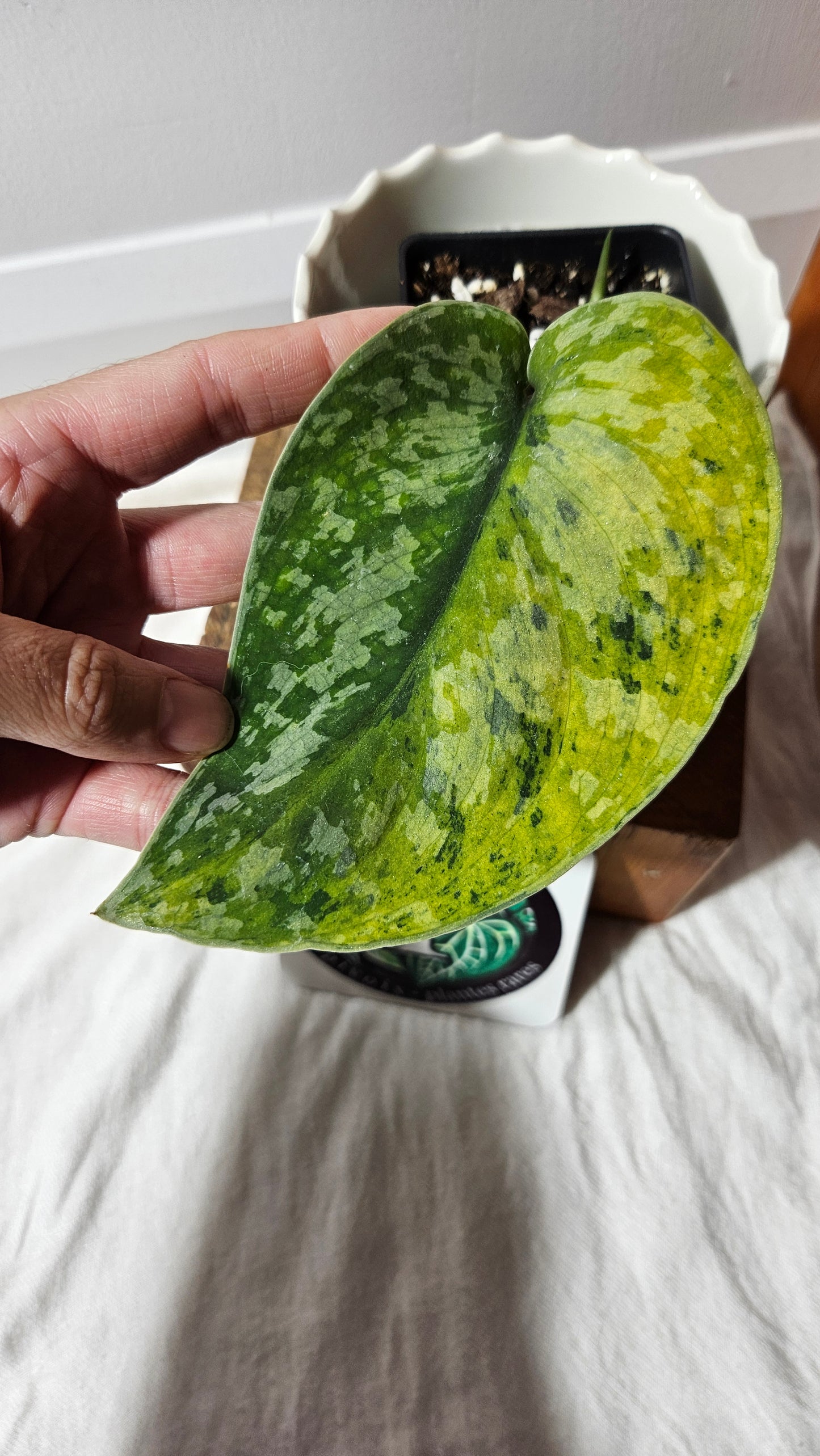 Scindapsus Medallion (SCI-1339)