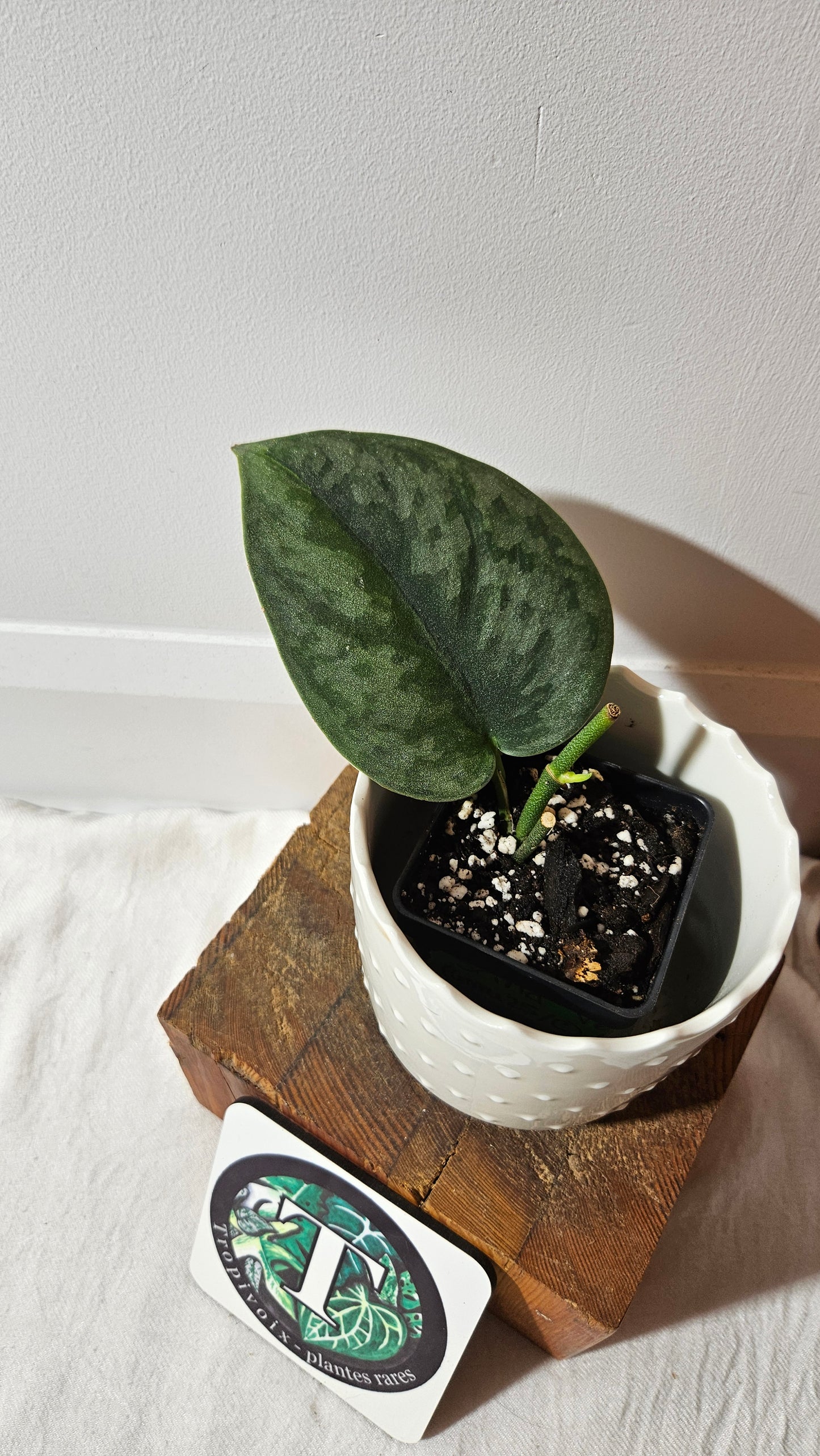 Scindapsus Venom (SCI-1018)