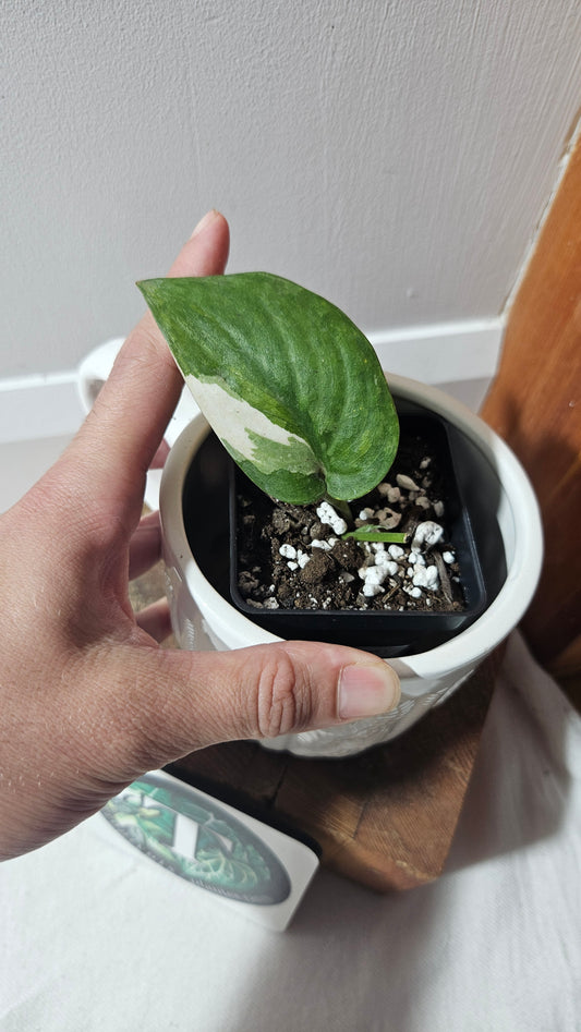 Scindapsus Silver Tattoo Variegata (SCI-1229)