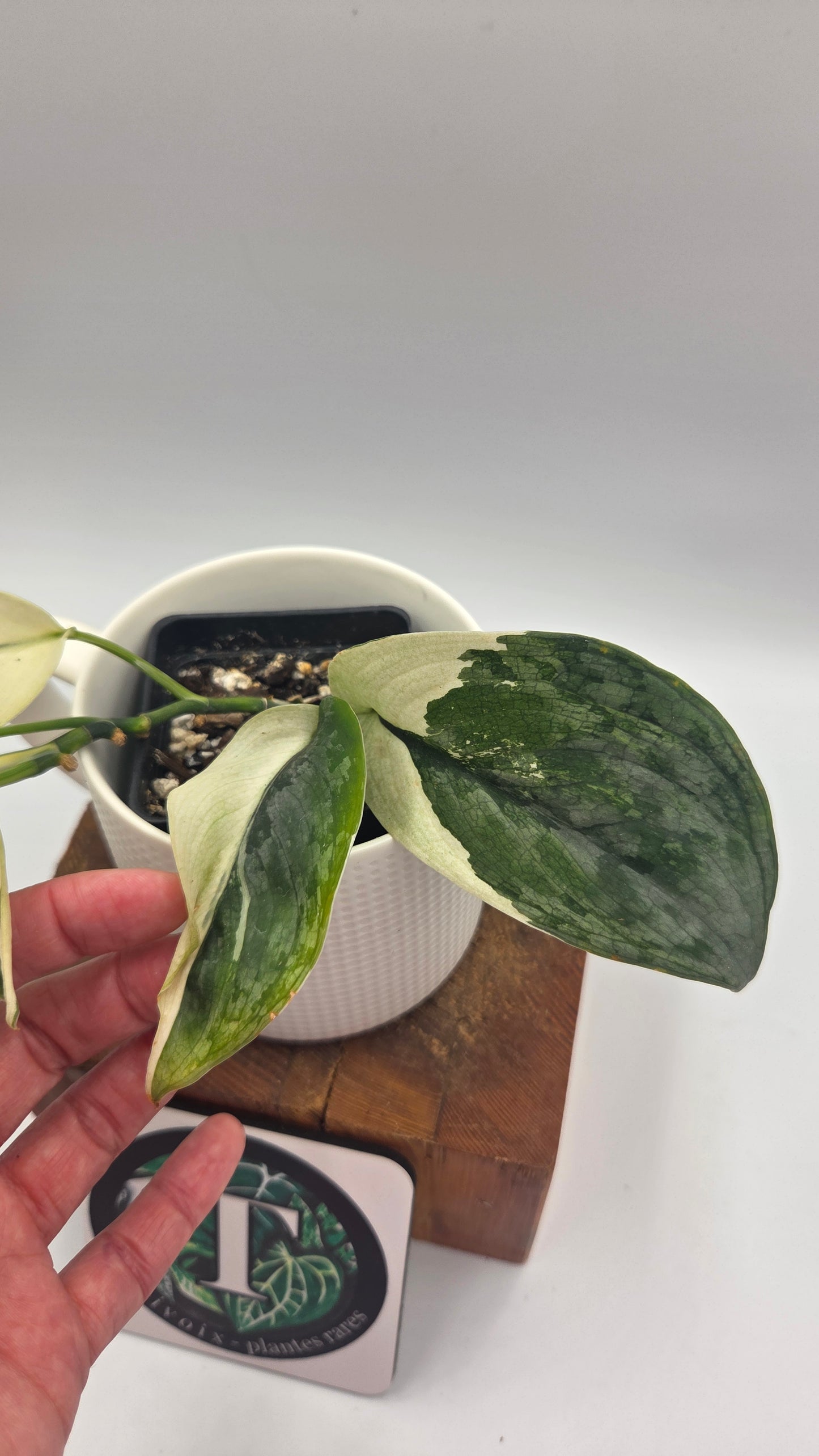 Scindapsus Silver Tattoo Variegata (SCI-1153)