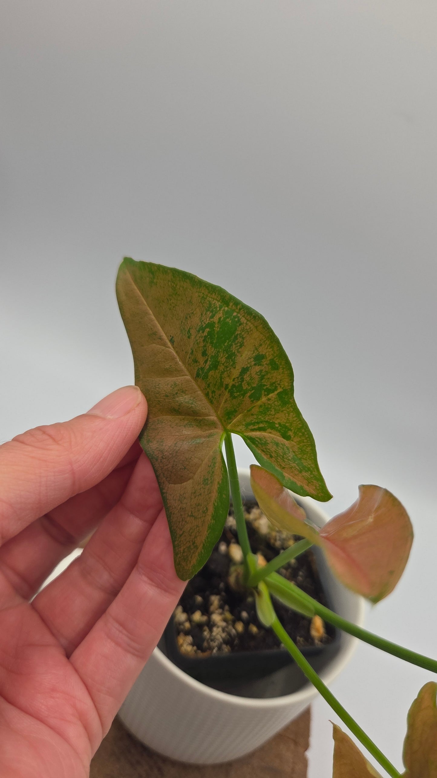 Syngonium Pink Flecked (SYN-519)