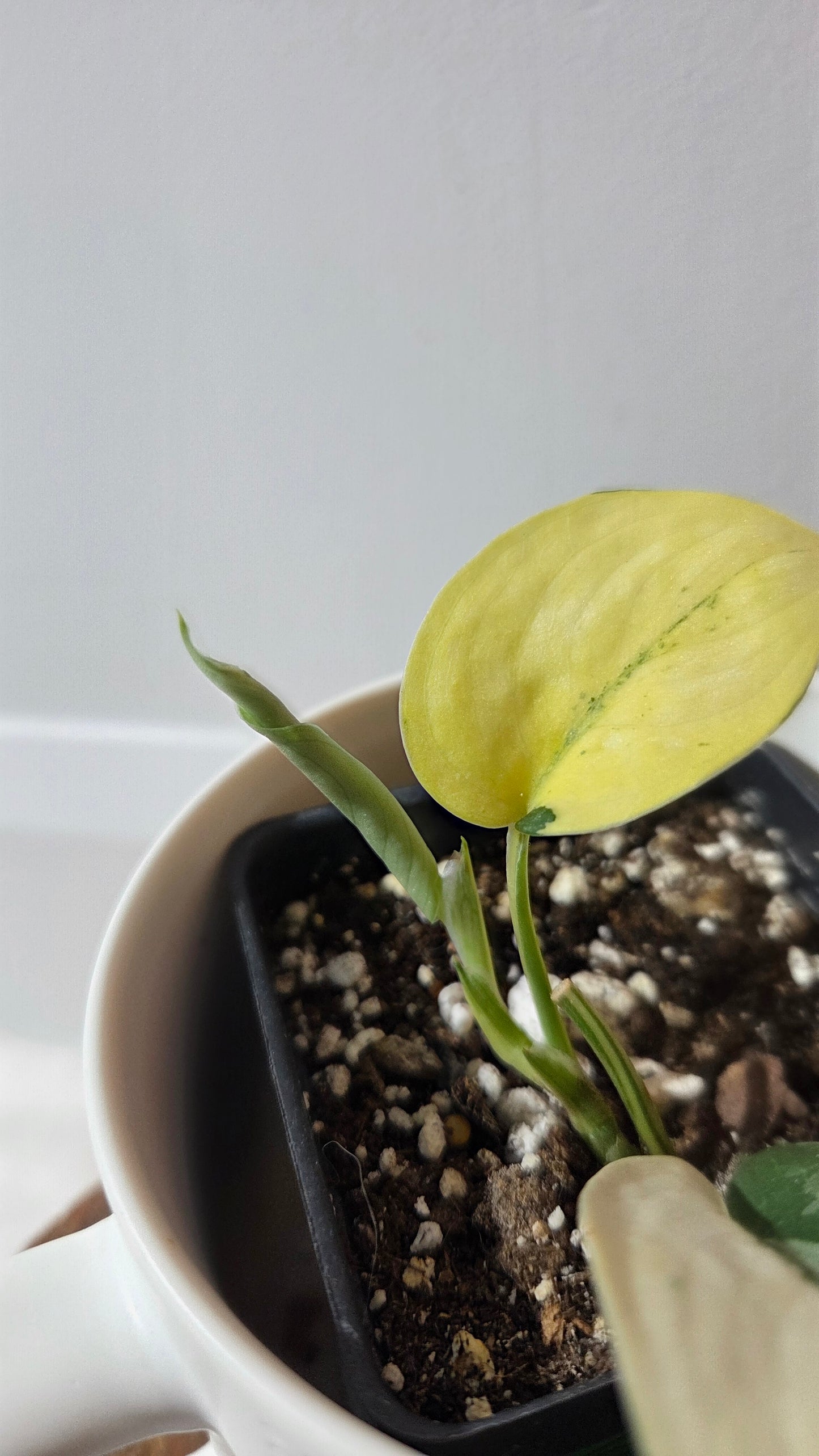 Scindapsus Silver Tattoo Variegata (SCI-1360)