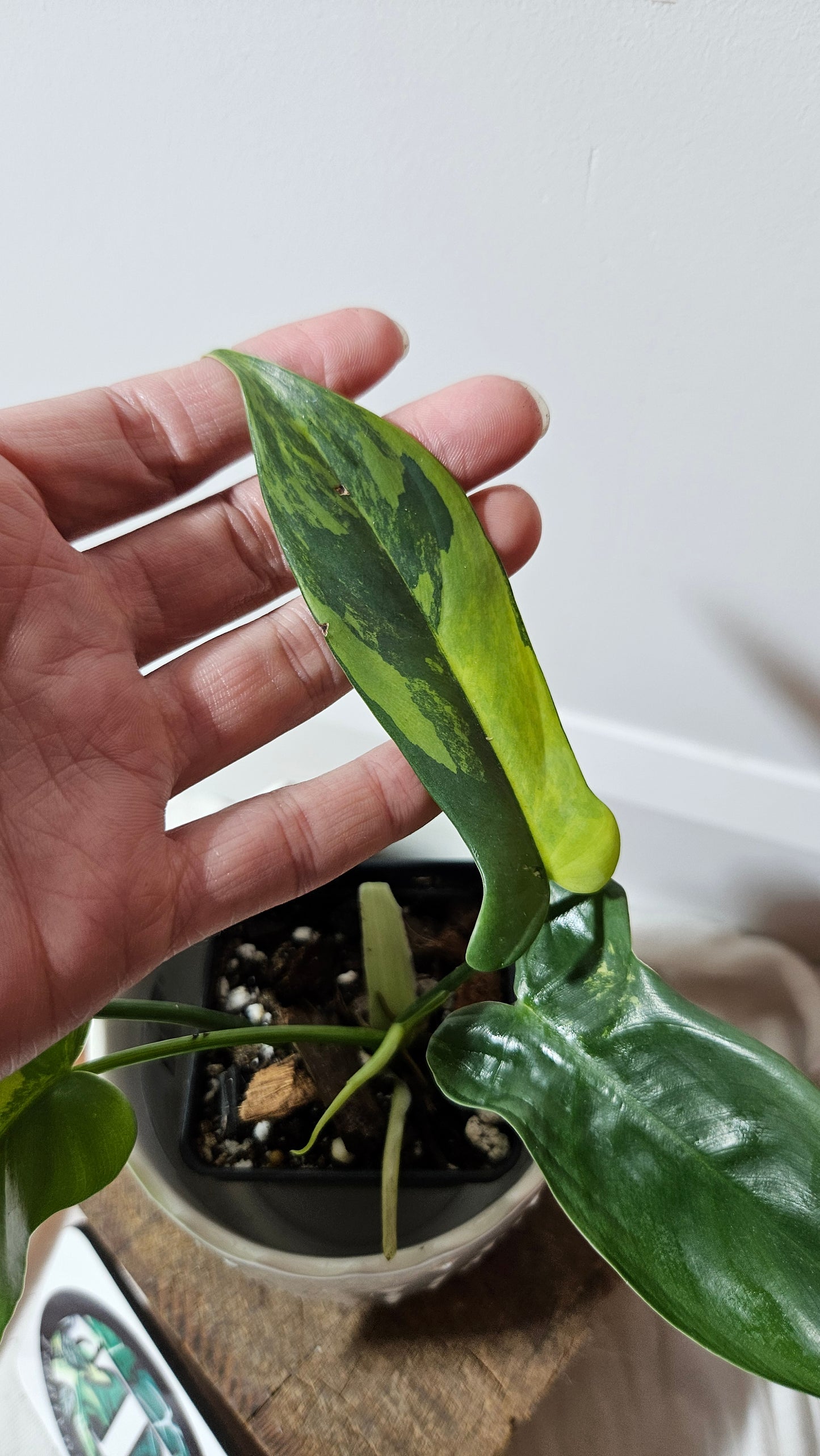 Philodendron Violin Variegata (PHI-584)