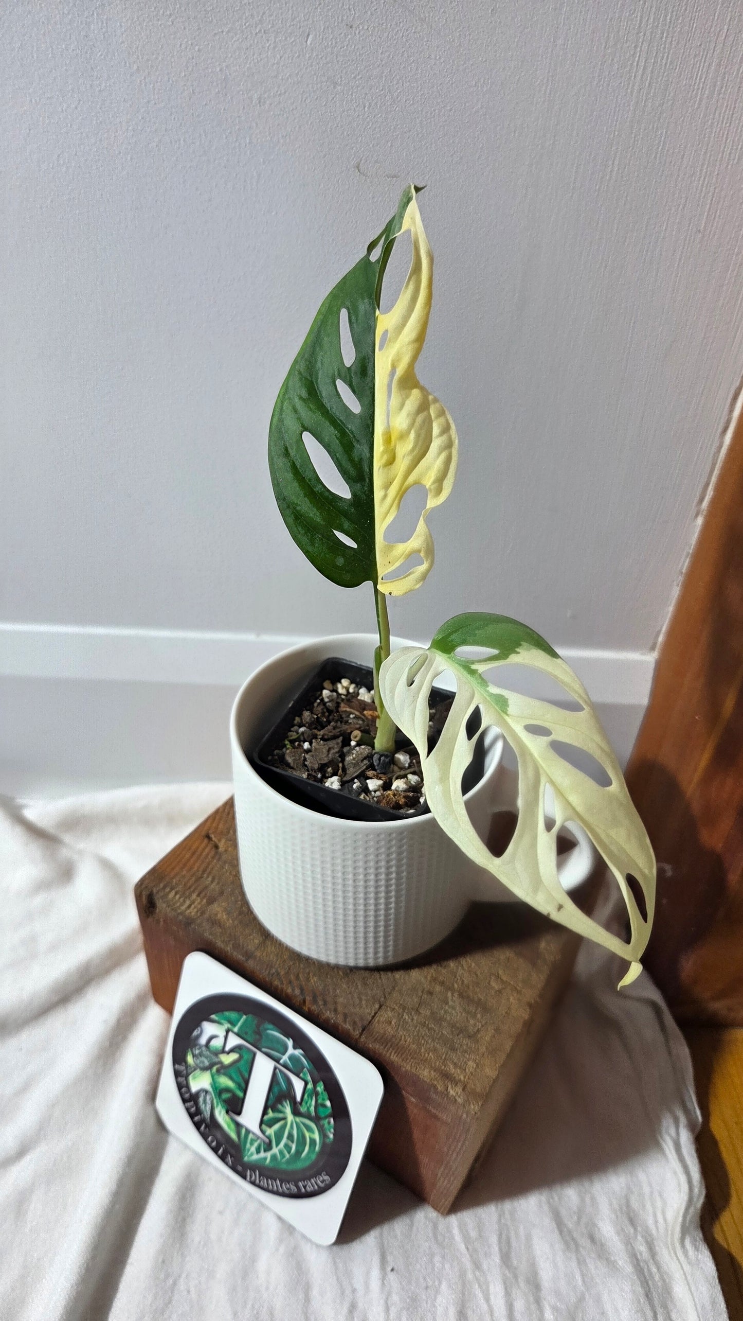 Monstera Andasonii Albo (MON-494)