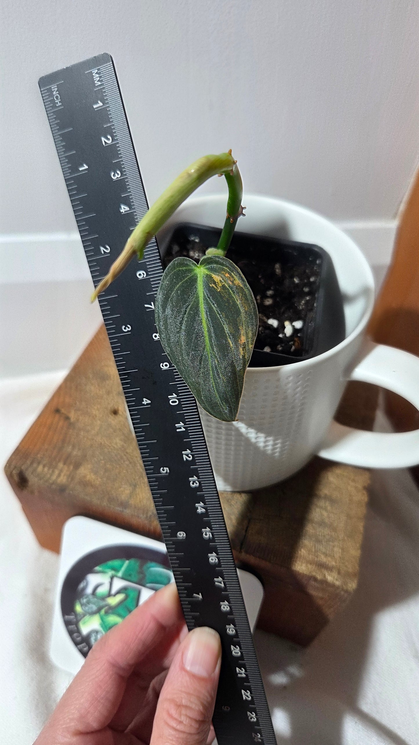 Philodendron Melanochrysum Variegata (PHI-994)