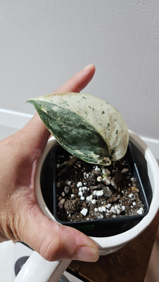Scindapsus Blue Splash Variegata (SCI-1235)