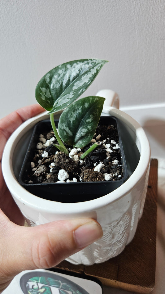 Scindapsus Dark Tricolore (SCI-1224)