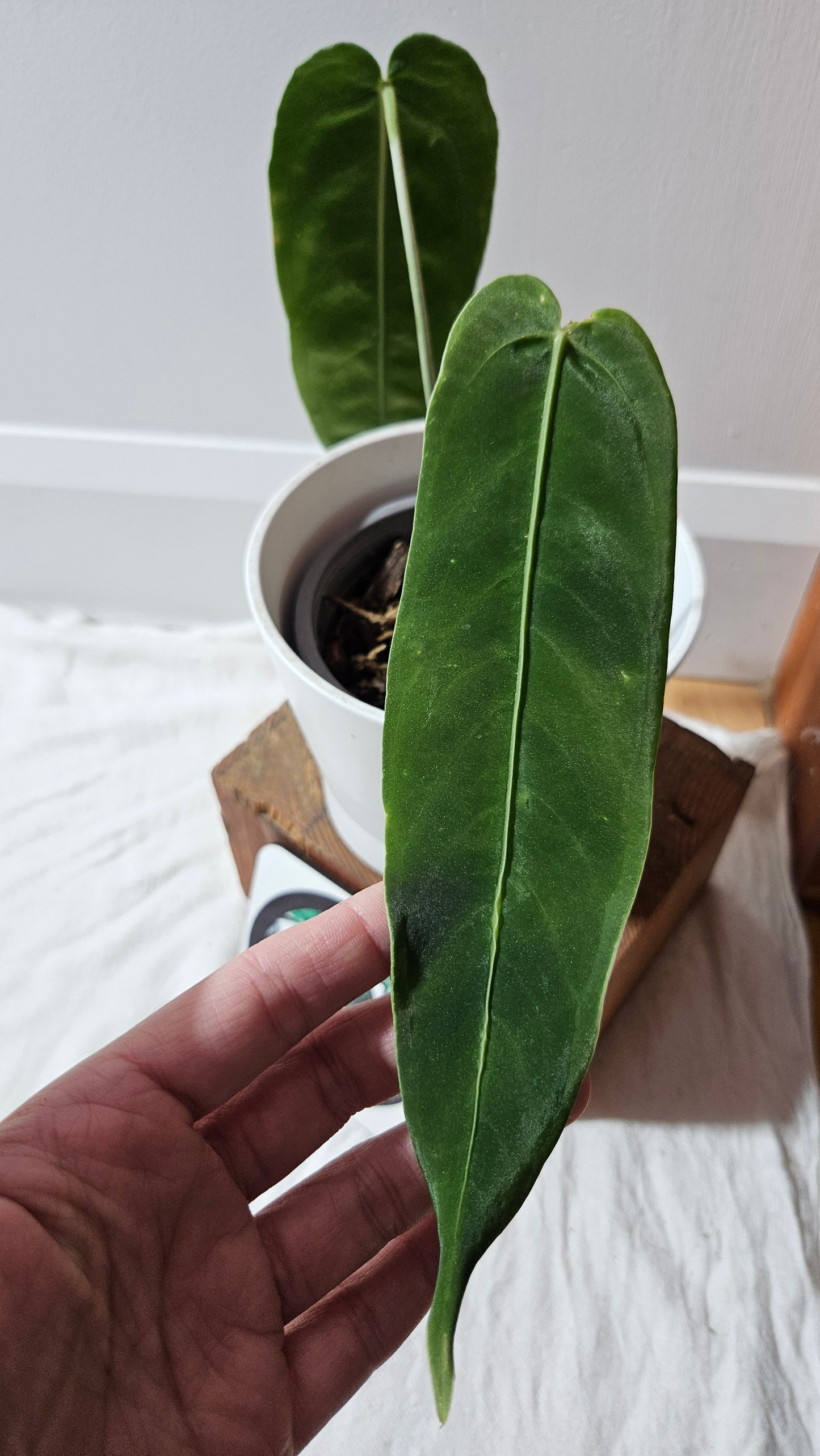 Anthurium Cirinoi X Warocqueanum "format MOYEN" (ANT-625)