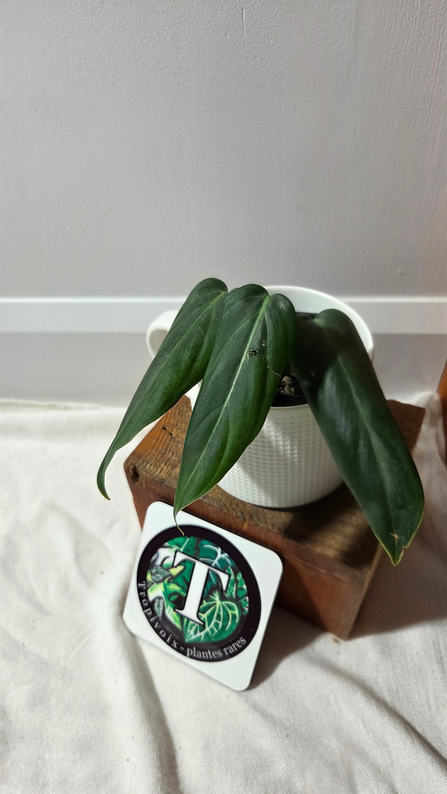 Philodendron Morning Sun  (Gloriosum X Asplundii)       (PHI-977)