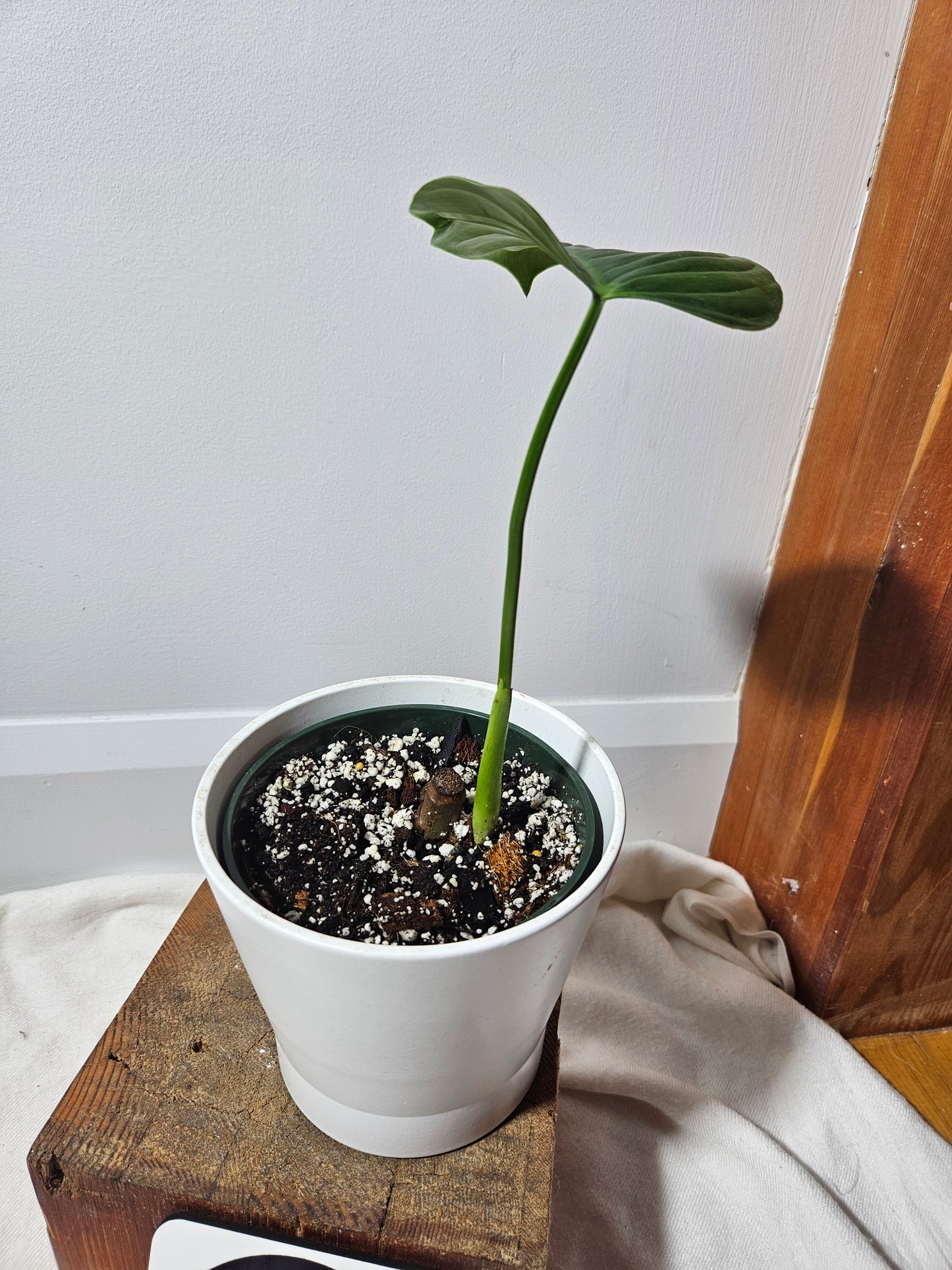 Philodendron Lynami Green (PHI-435)