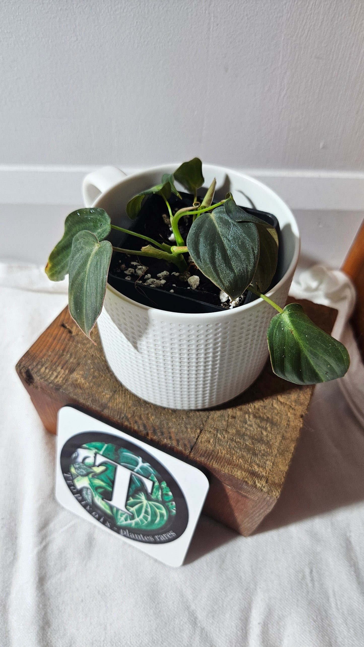 Philodendron Glorious (PHI-954)