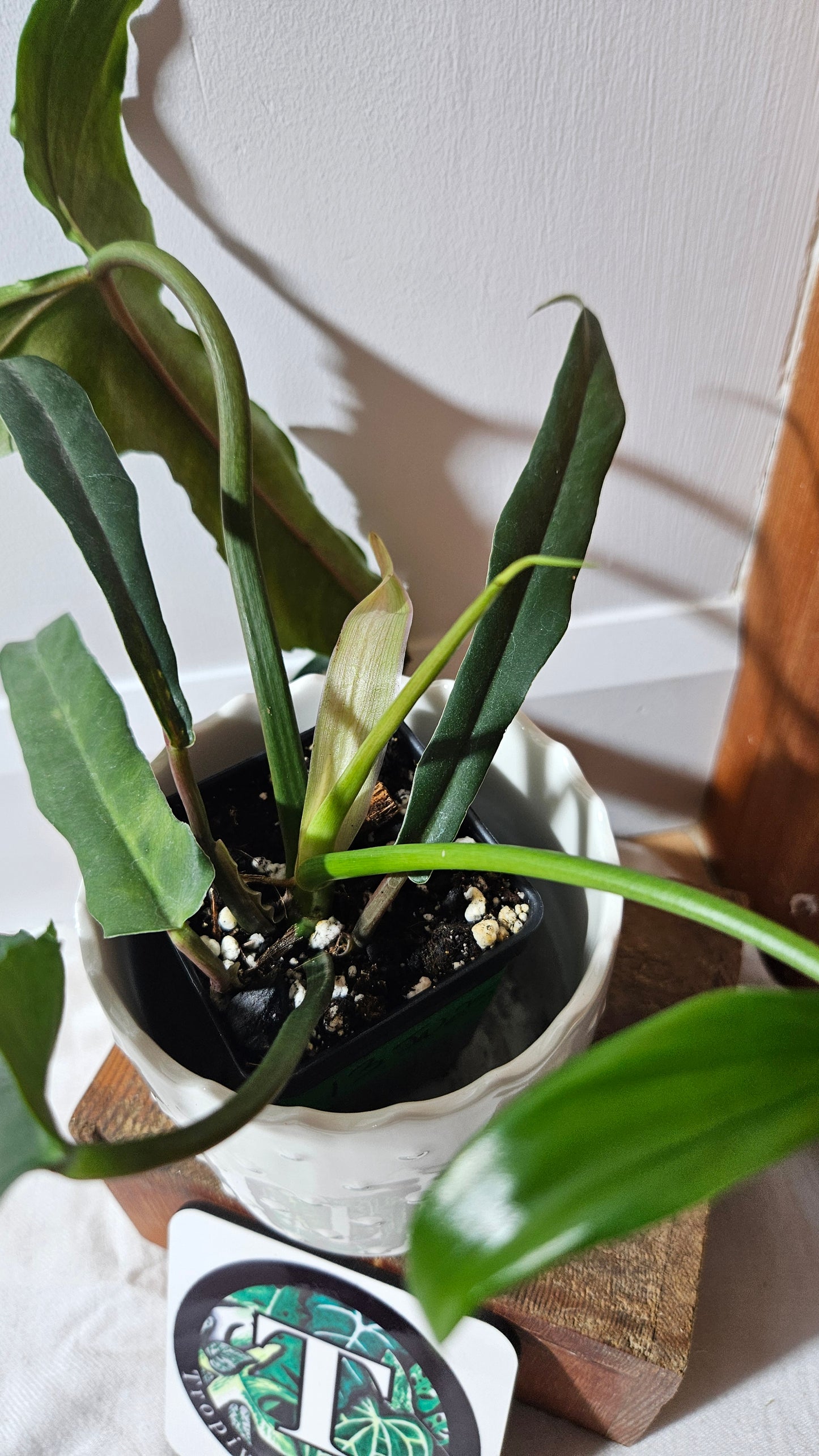 Philodendron Lavinia /(Paloraense cf X Tortum) (PHI-934)