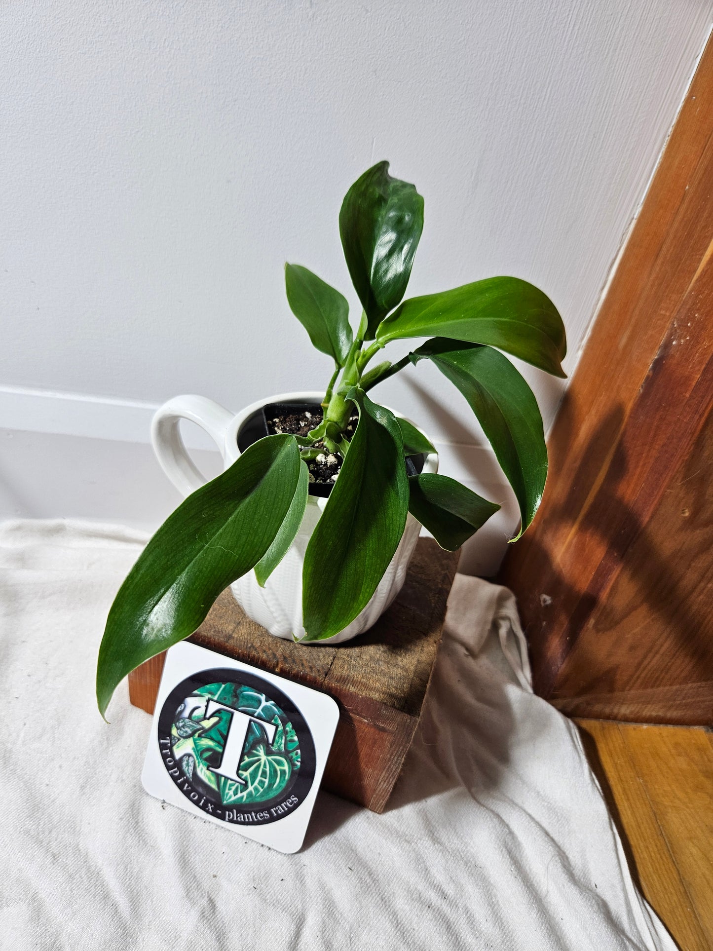 Philodendron Tripartitum (PHI-476)