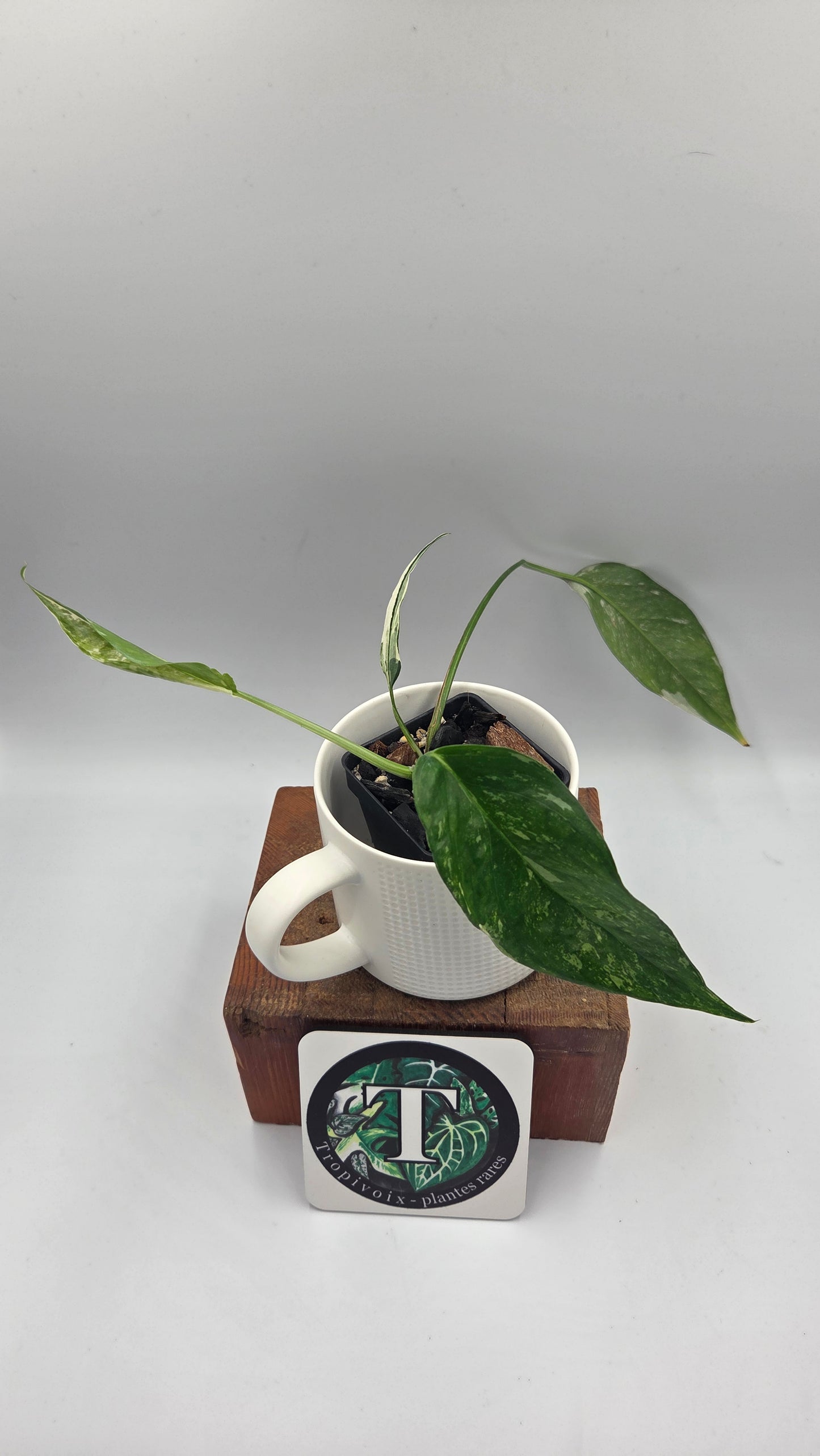 Epipremnum pinnatum Albo (EPI-248)