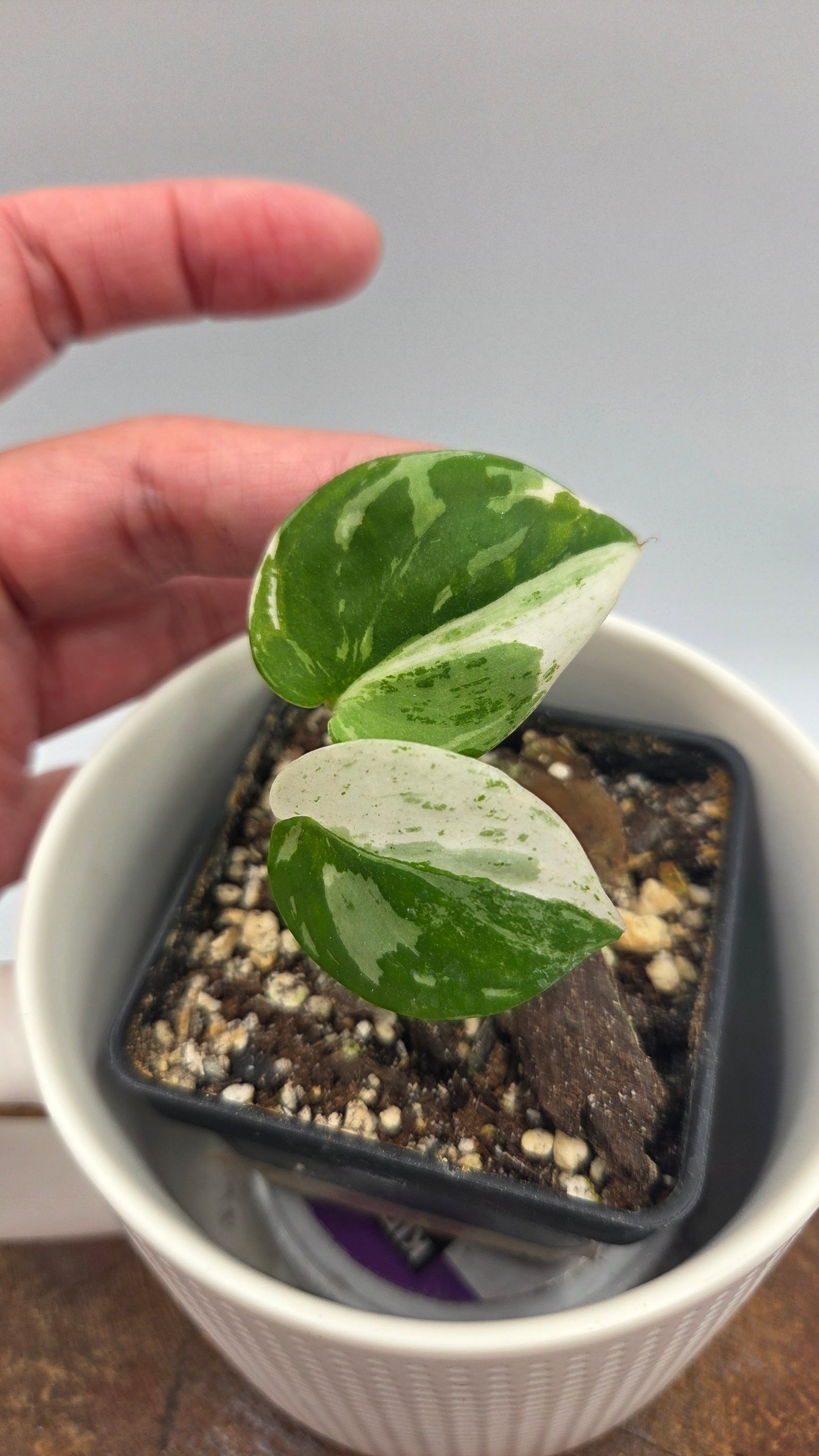 Scindapsus Silver Splash Variegata (SCI-926)