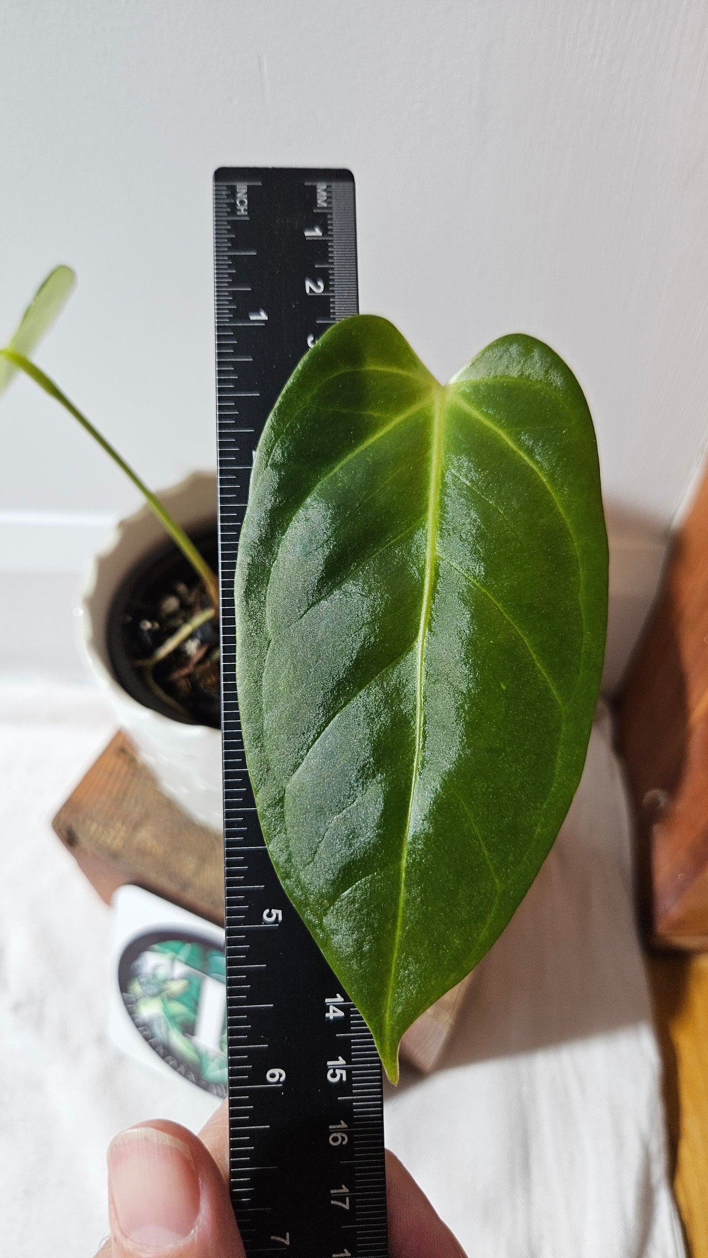 Anthurium Silver Blush X Subsignatum "format MOYEN" (ANT-386)