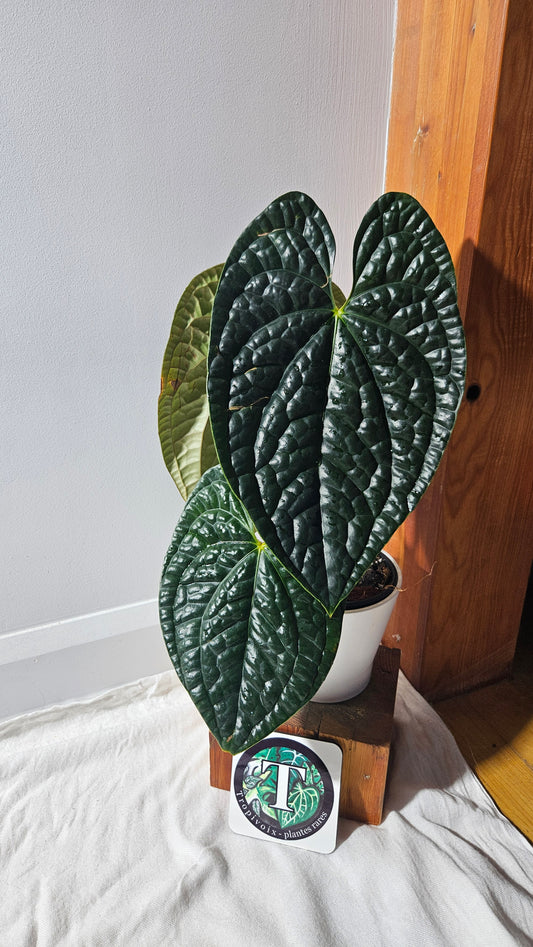 Anthurium Luxurians Dark  "format XLARGE" (ANT-488)
