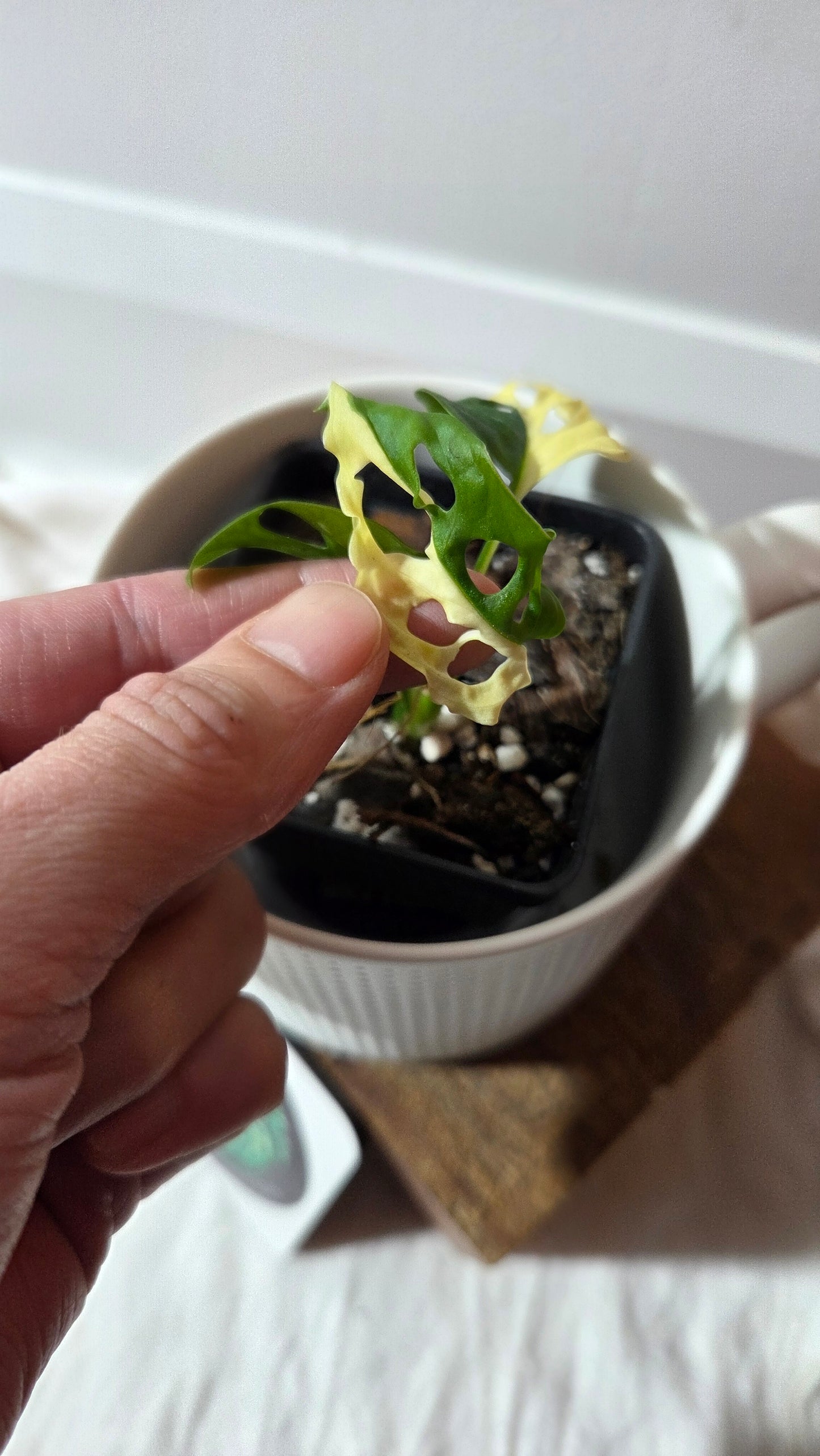 Monstera Andasonii Albo (MON-493)