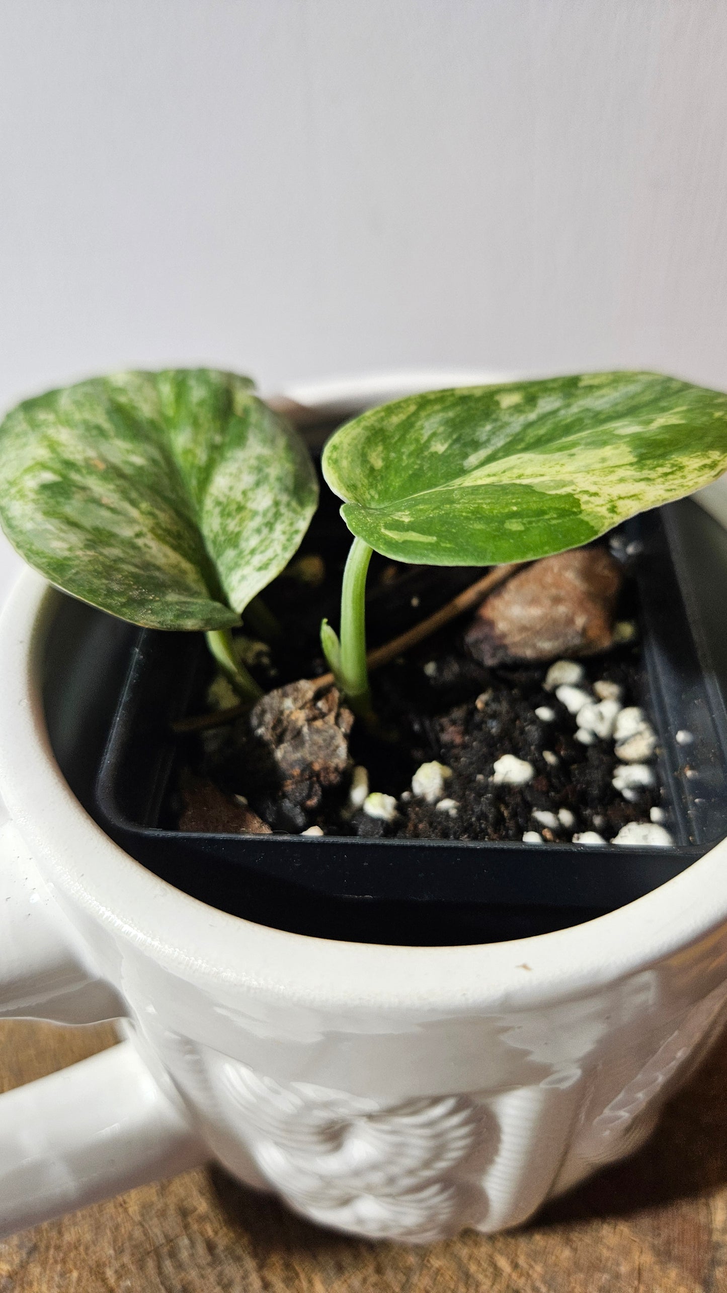 Scindapsus Silver Splash Tricolore (SCI-1289)