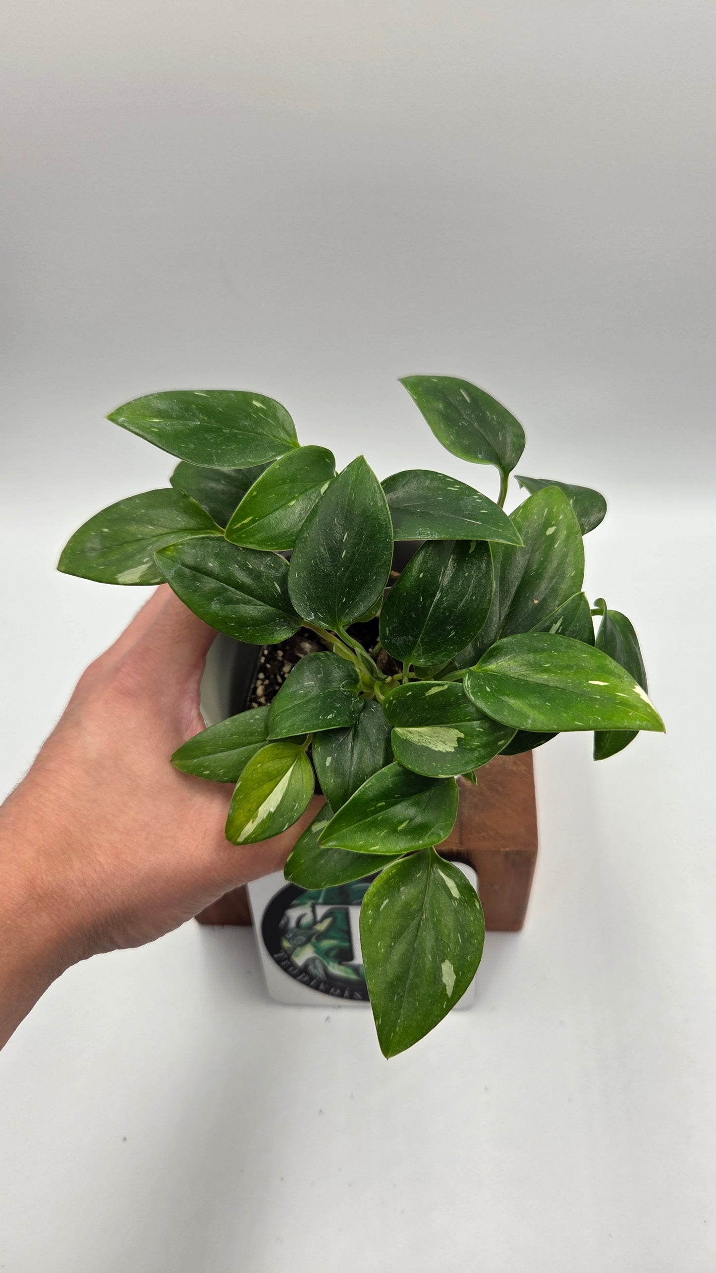 Monstera Standleyana Albo (MON-546)