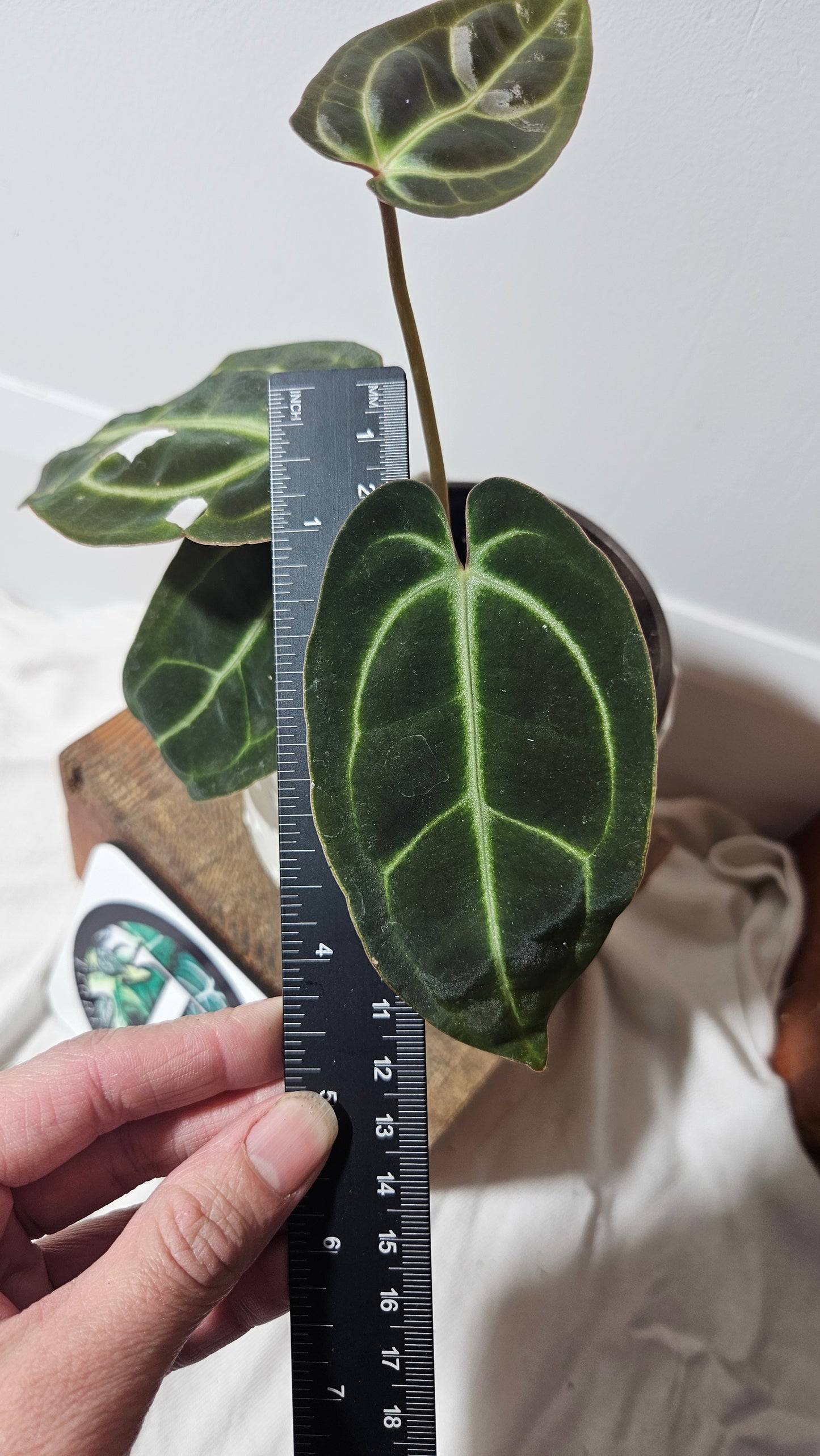 Anthurium Besseae Aff  Dark "Format PETIT/MOYEN" (ANT-208)