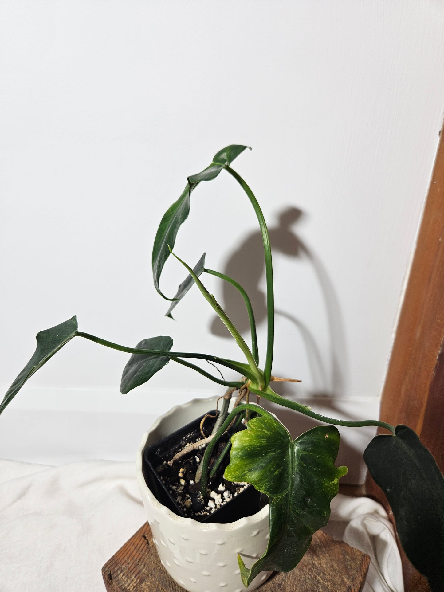 Philodendron Lime fiddle (PHI-465)