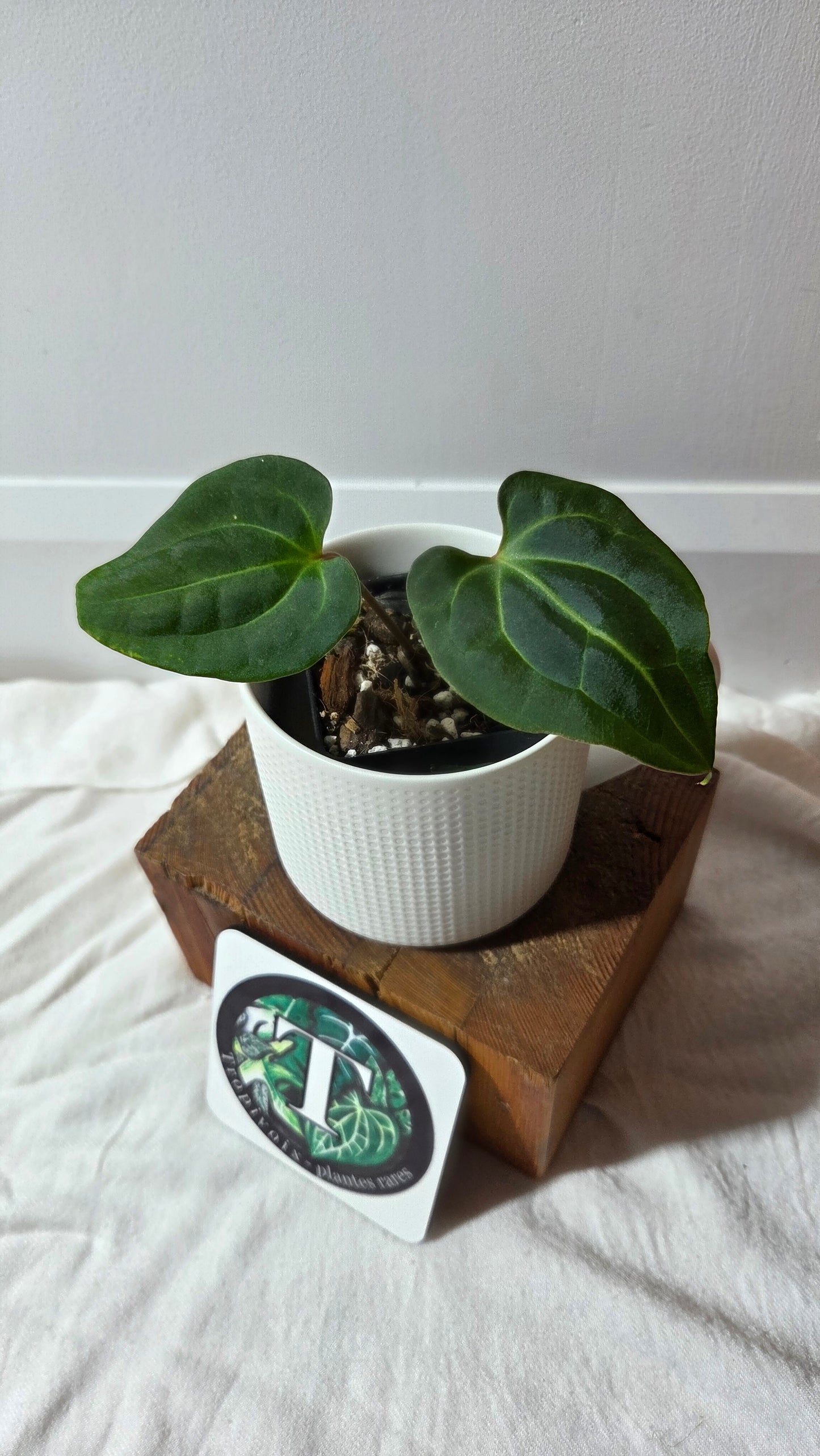 Anthurium Besseae Aff Blue "Format PETIT" (ANT-669)