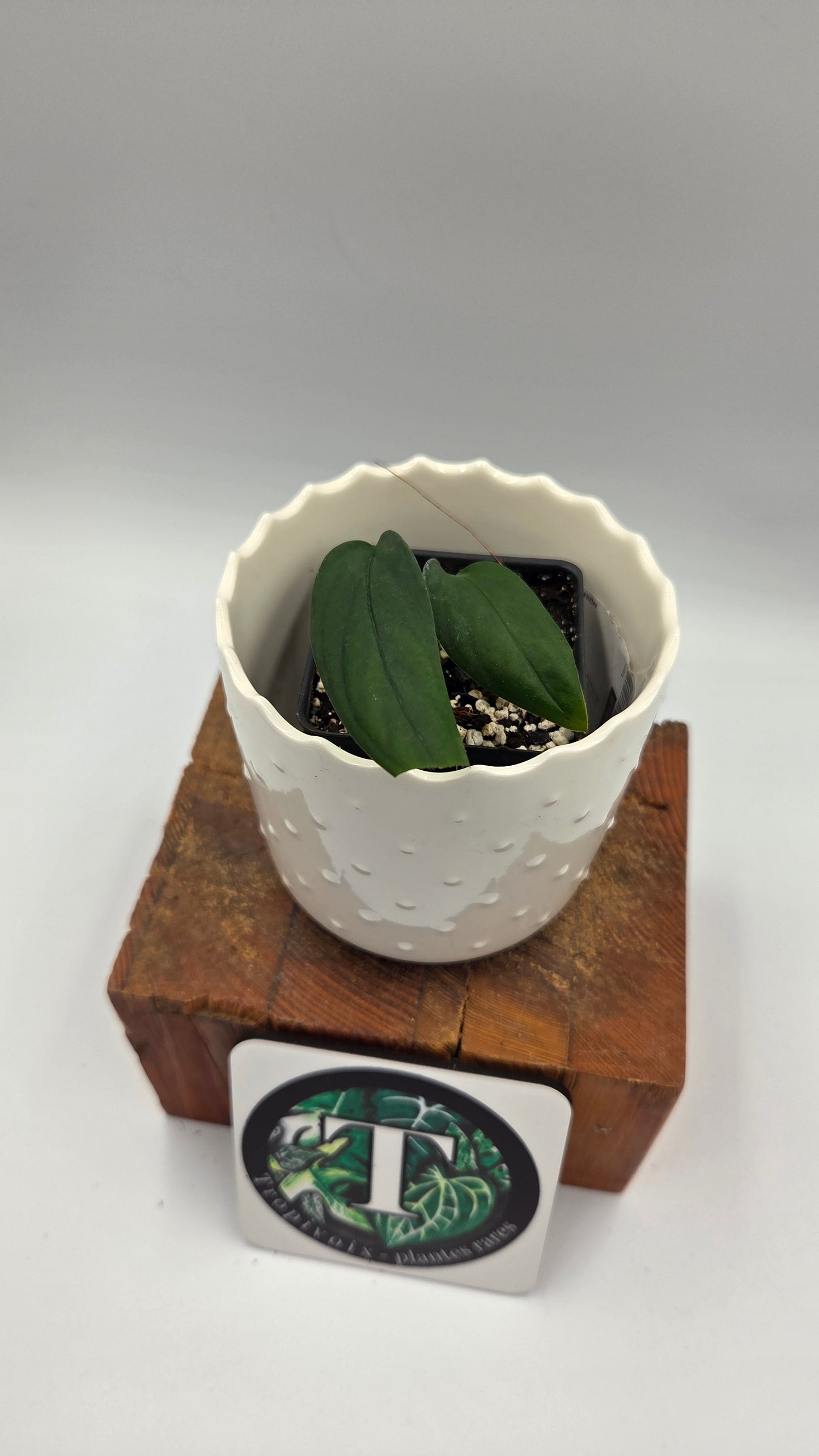 Monstera Obliqua Aff Black (MON-554)