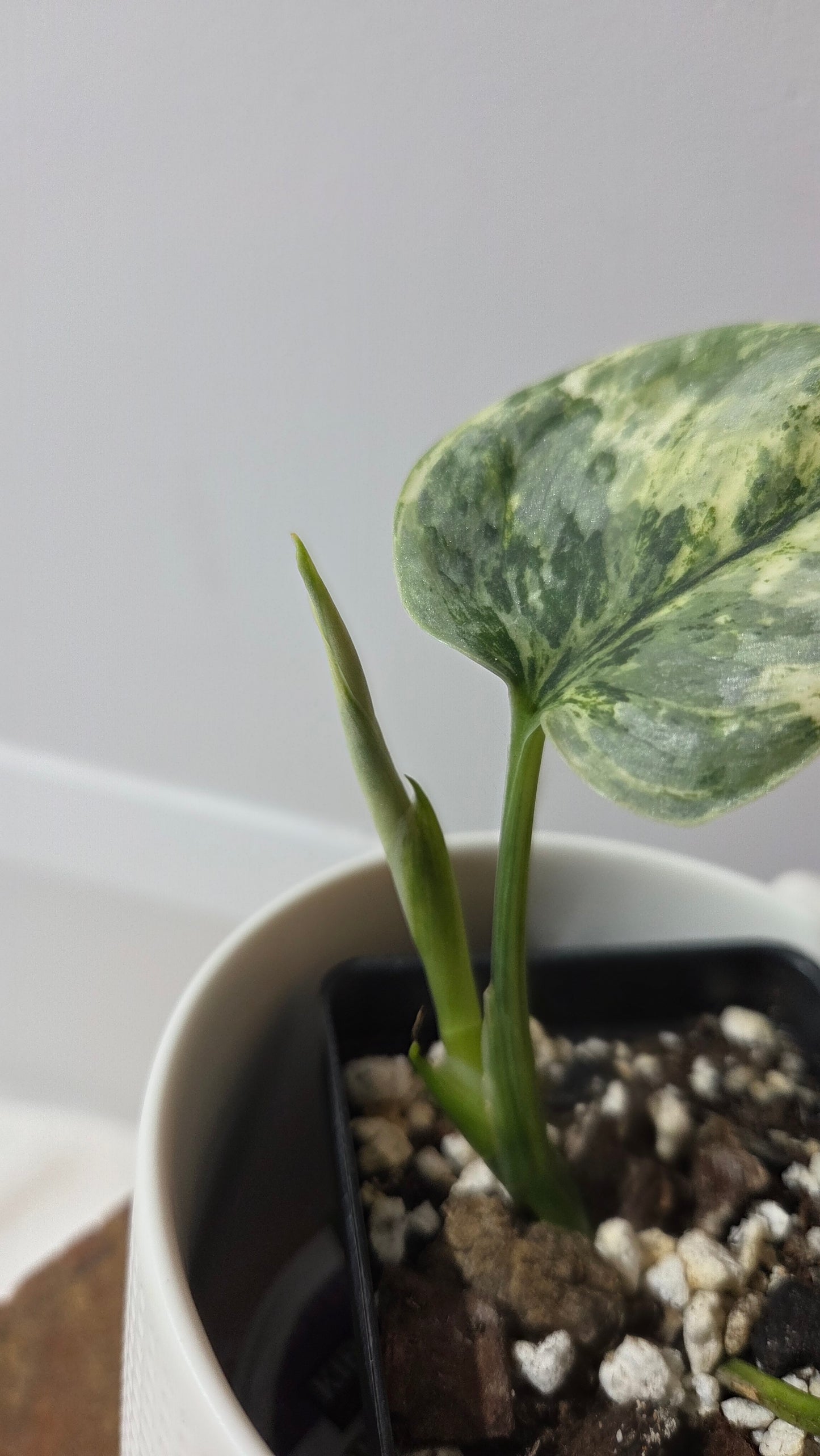 Scindapsus Bahorok  (SCI-1409)