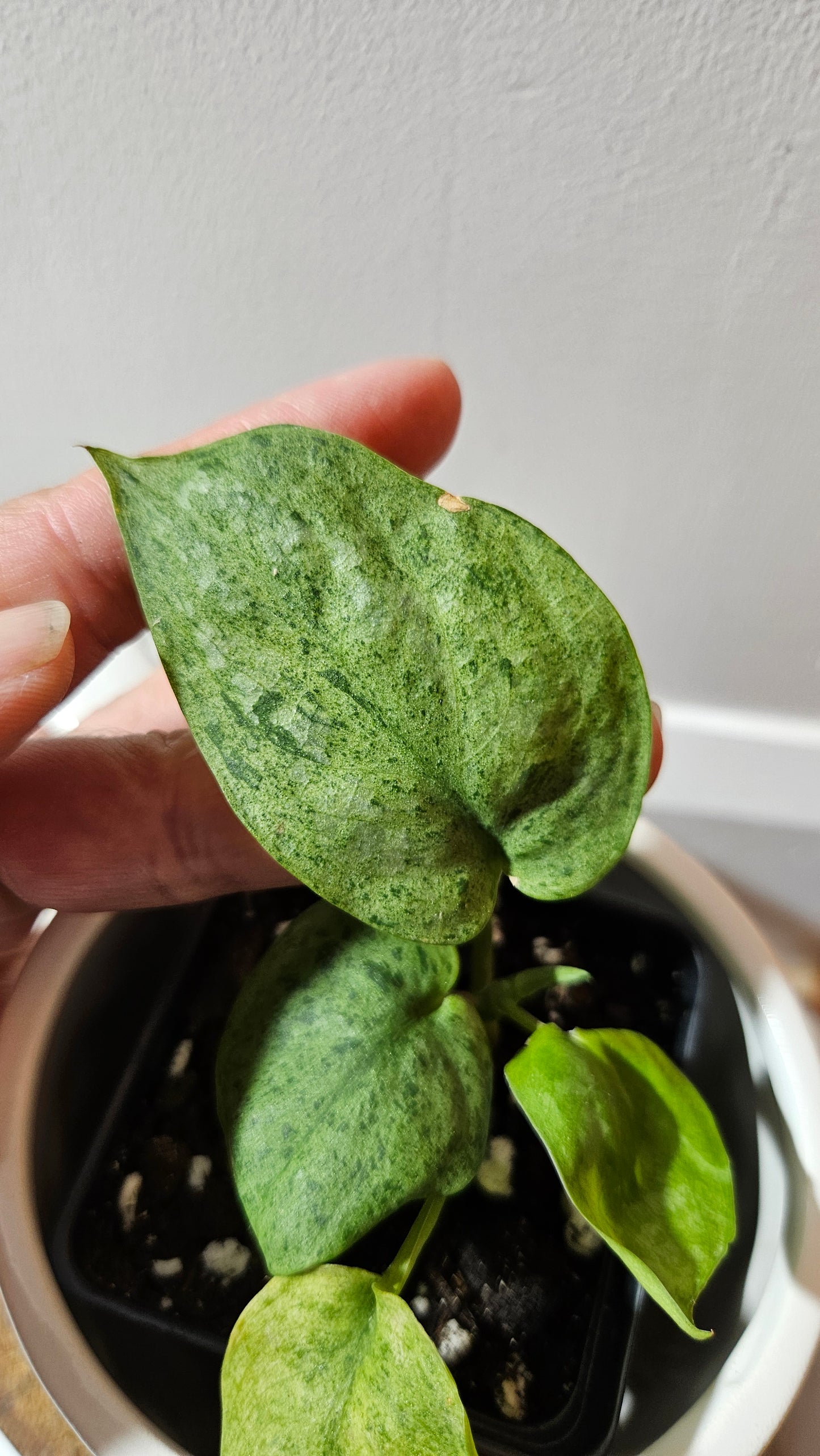 Scindapsus Mojito (SCI-1174)