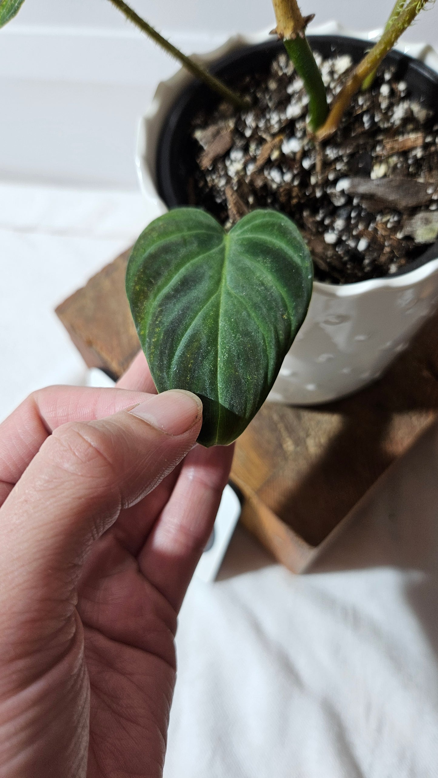 Philodendron Verrucosum Glow (PHI-809)