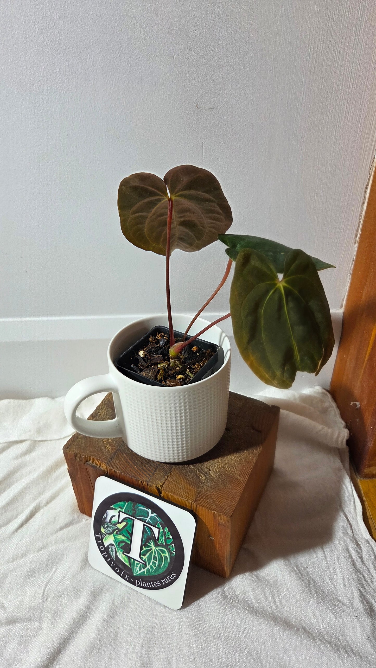 Anthurium  Papillilaminum (d'équateur) "format MOYEN" (ANT-358)