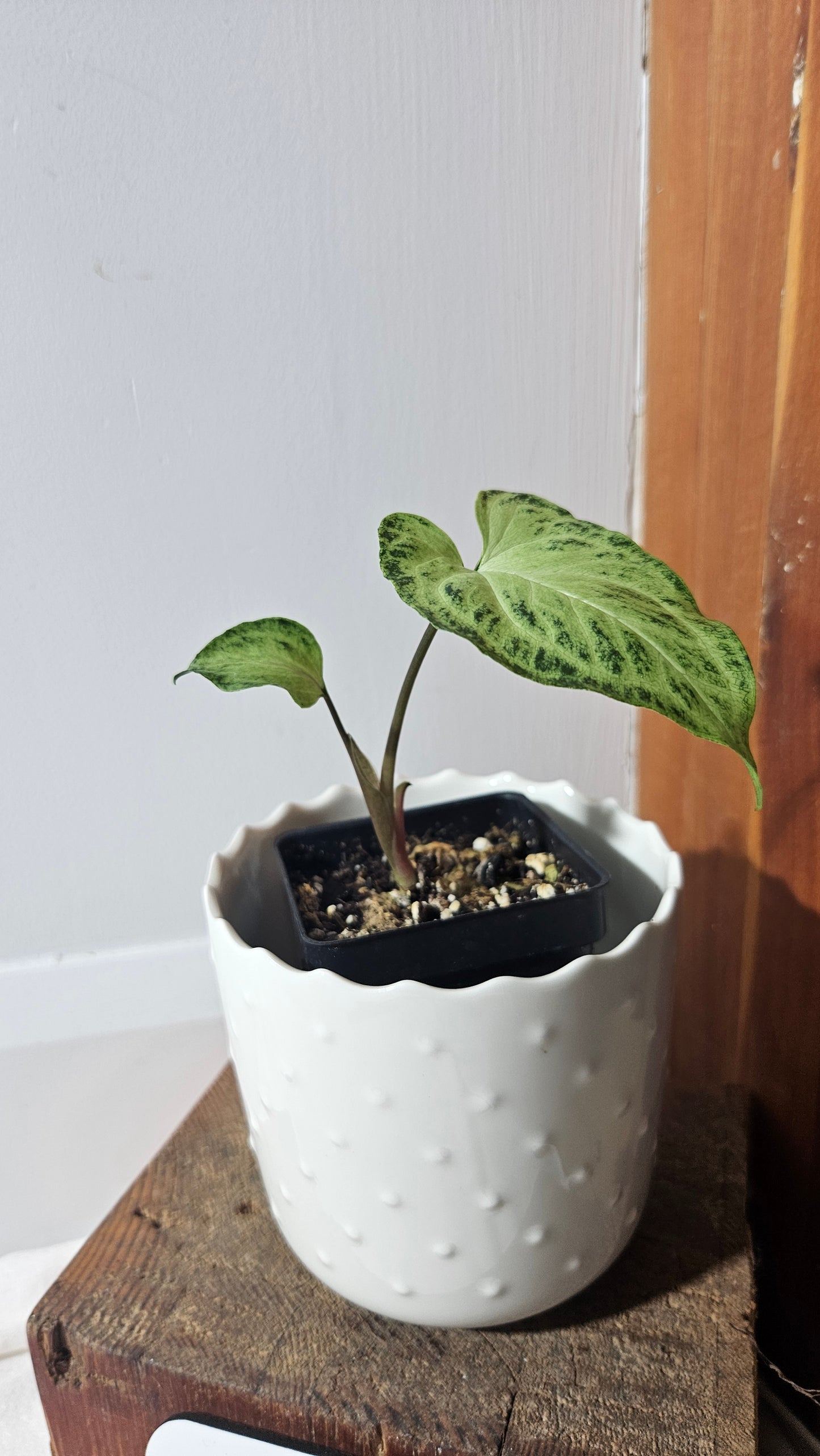 Syngonium Batik (SYN-416)