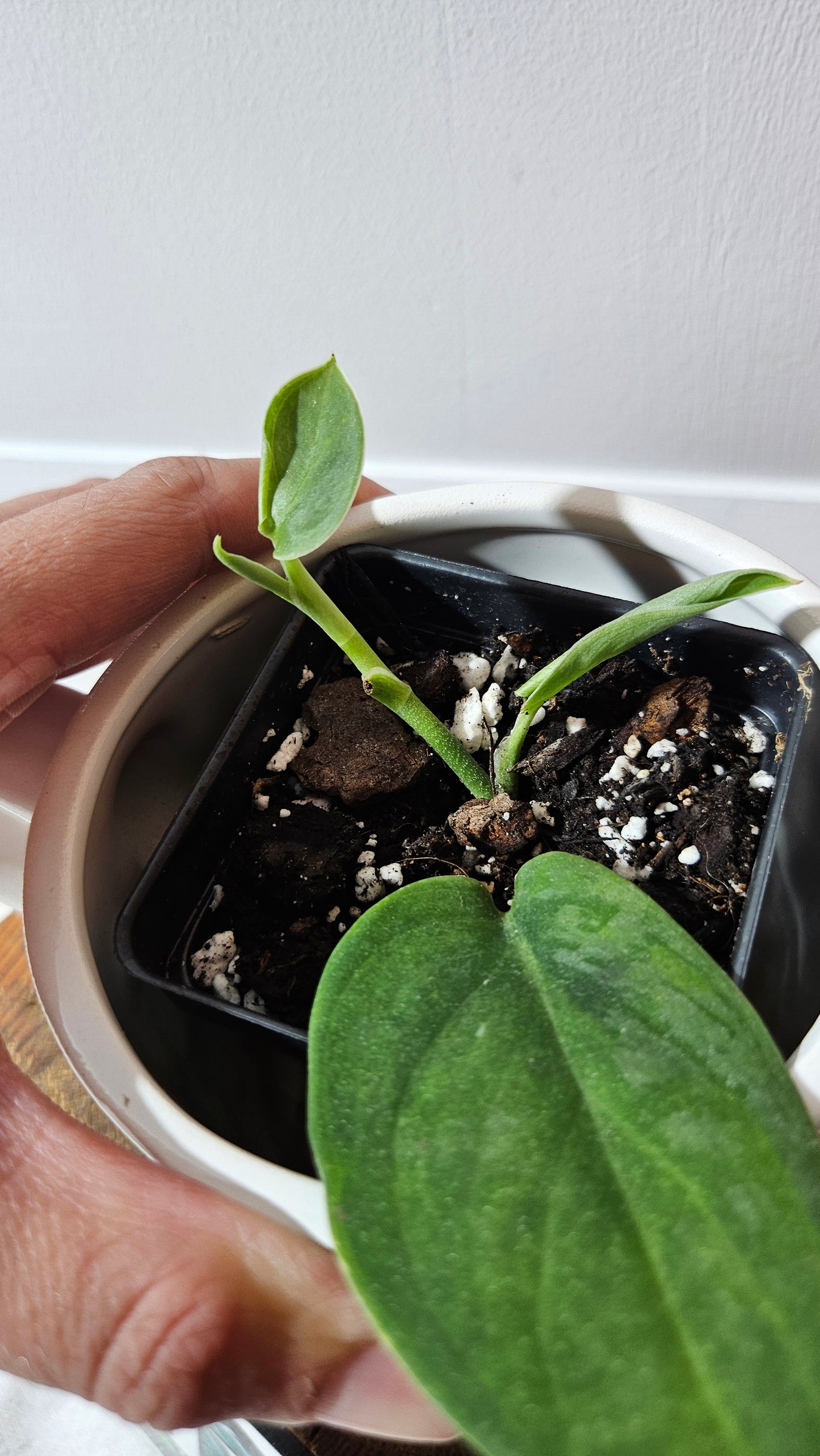 Scindapsus Blurik (SCI-1296)