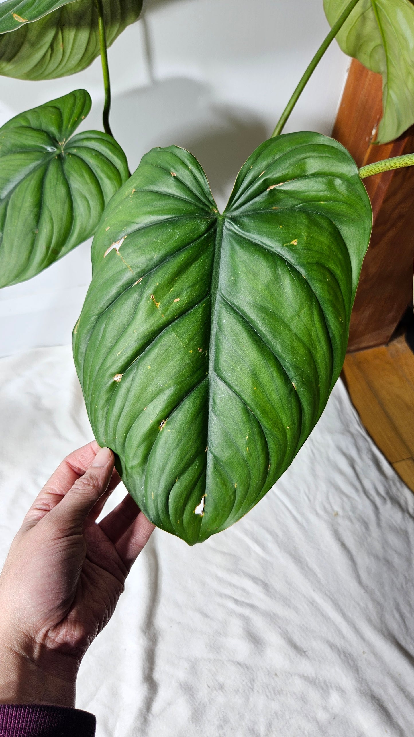 Philodendron Aff Colombia Black(PHI-638)