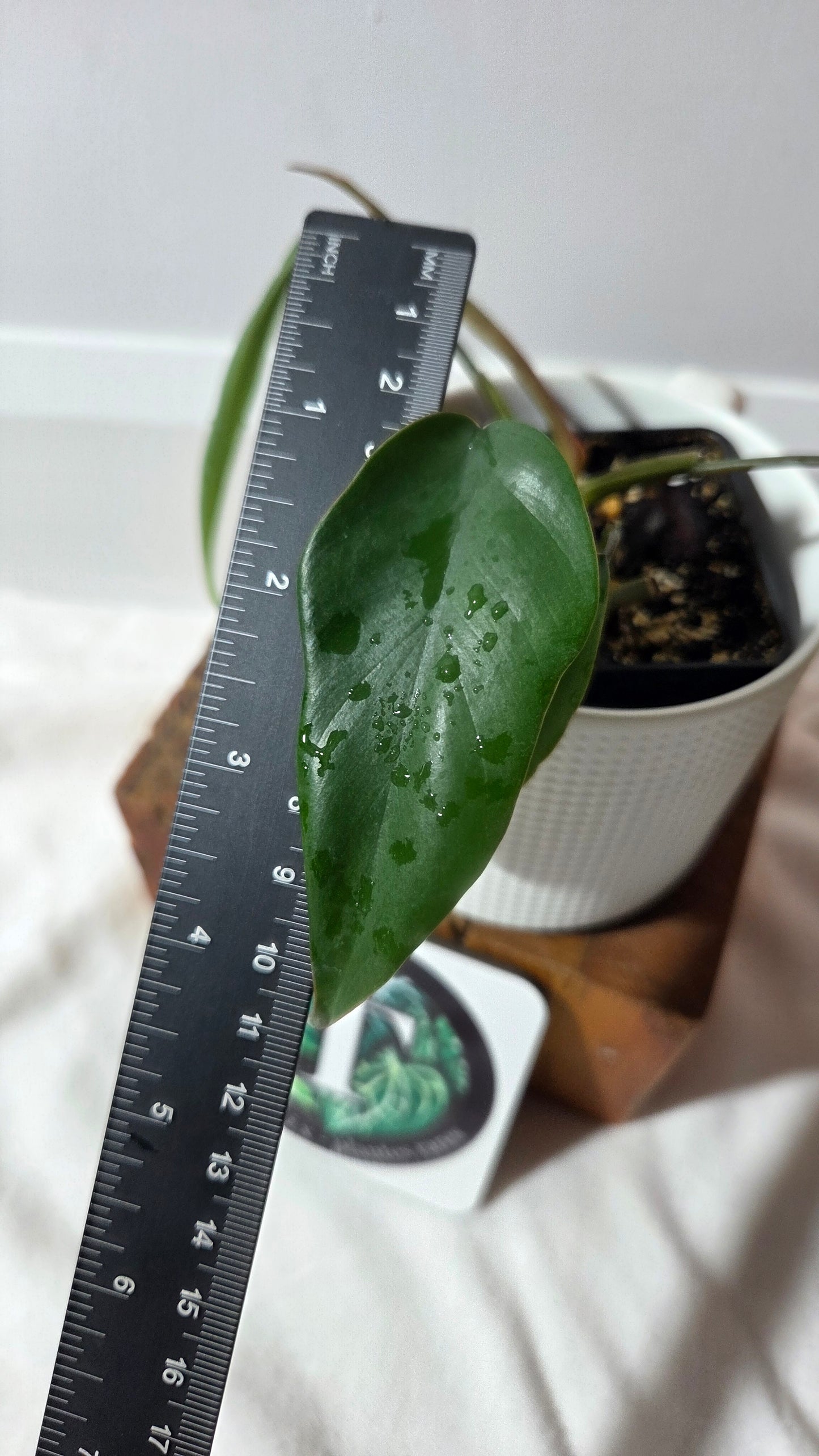 Philodendron Mayoi (PHI-1010)