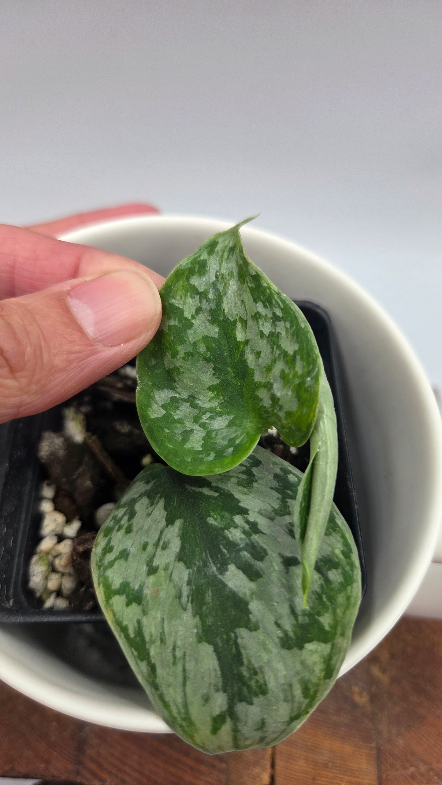 Scindapsus Geulis (SCI-1216)