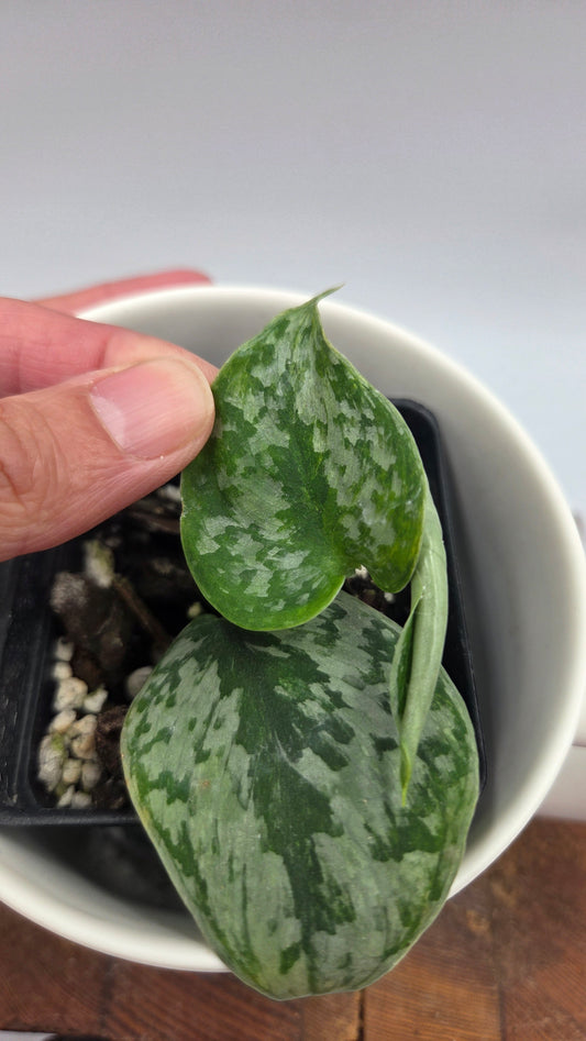 Scindapsus Geulis (SCI-1216)