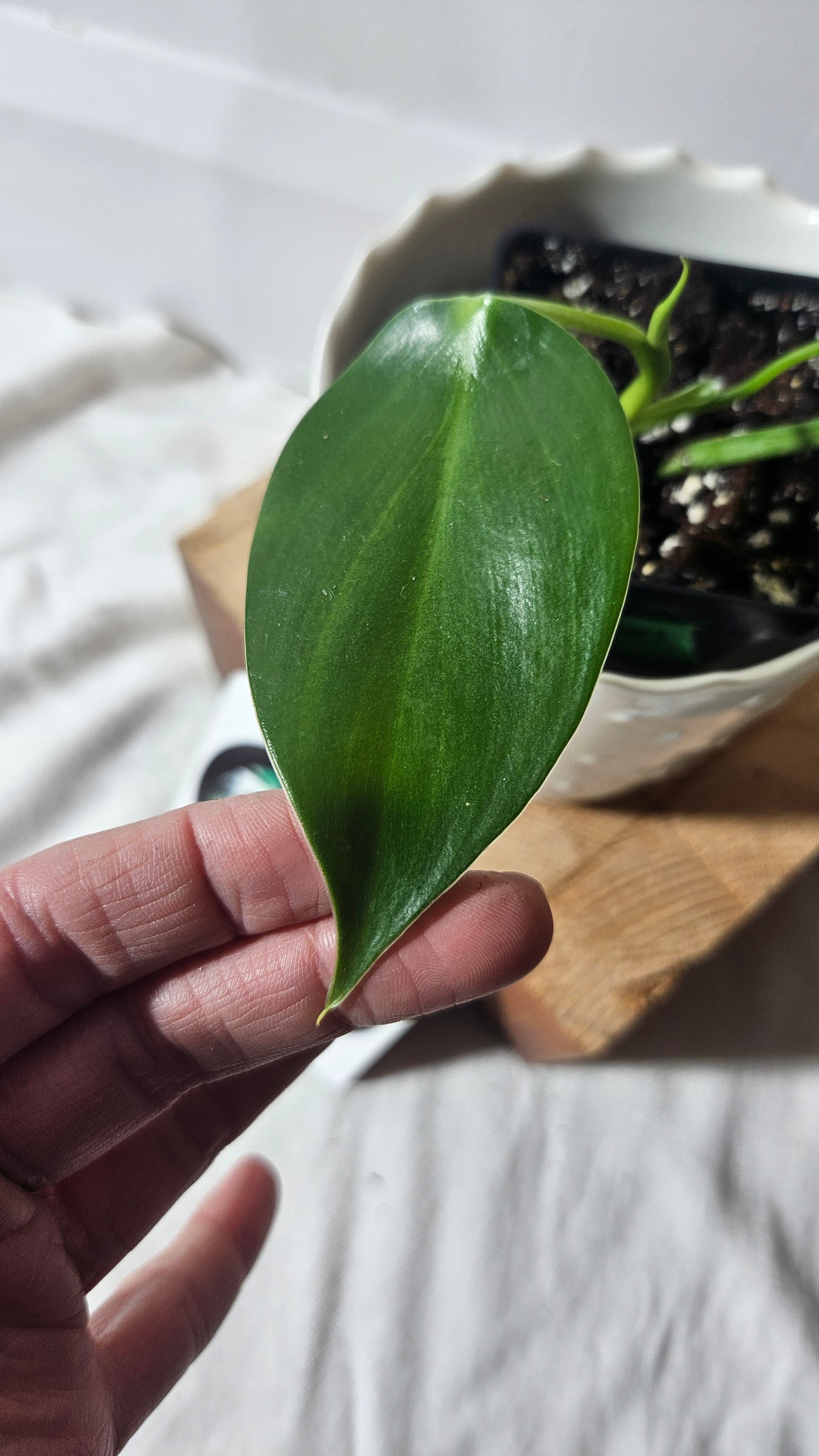 Philodendron Microstictum (PHI-659)