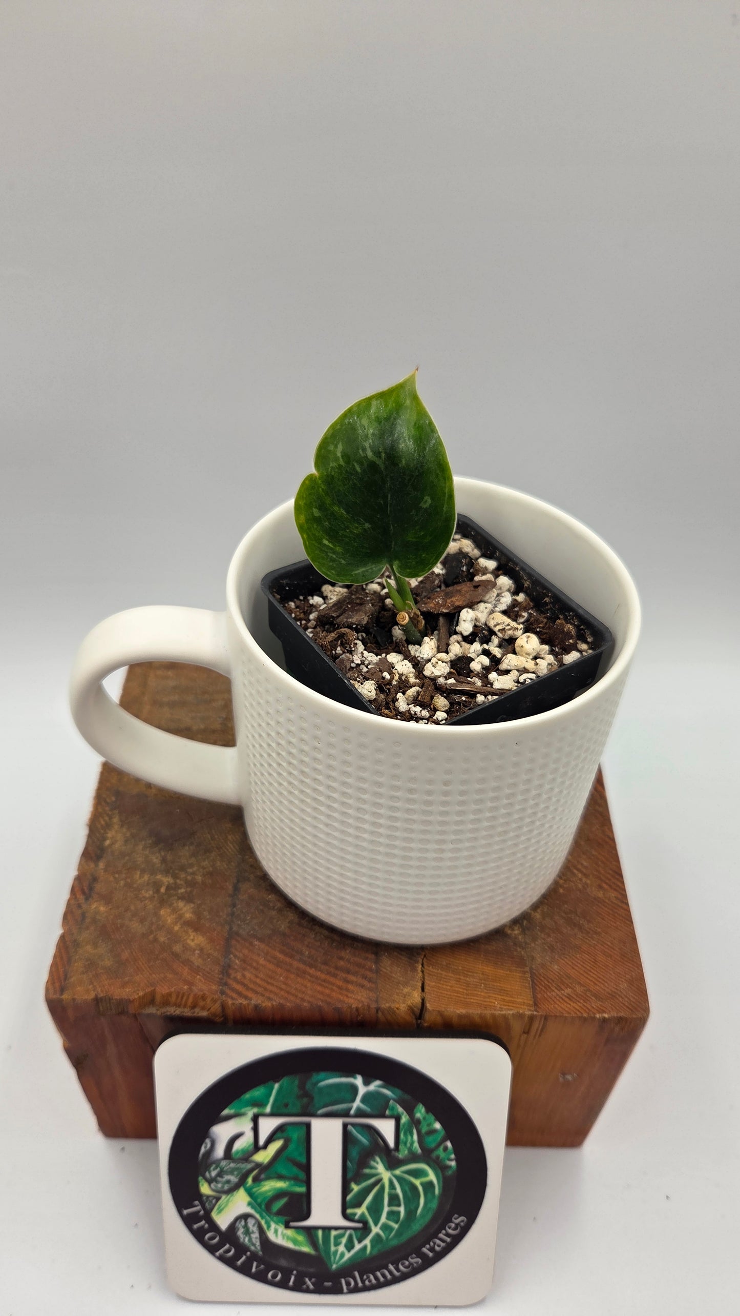 Scindapsus Exotica Sulawesi (SCI-1108)