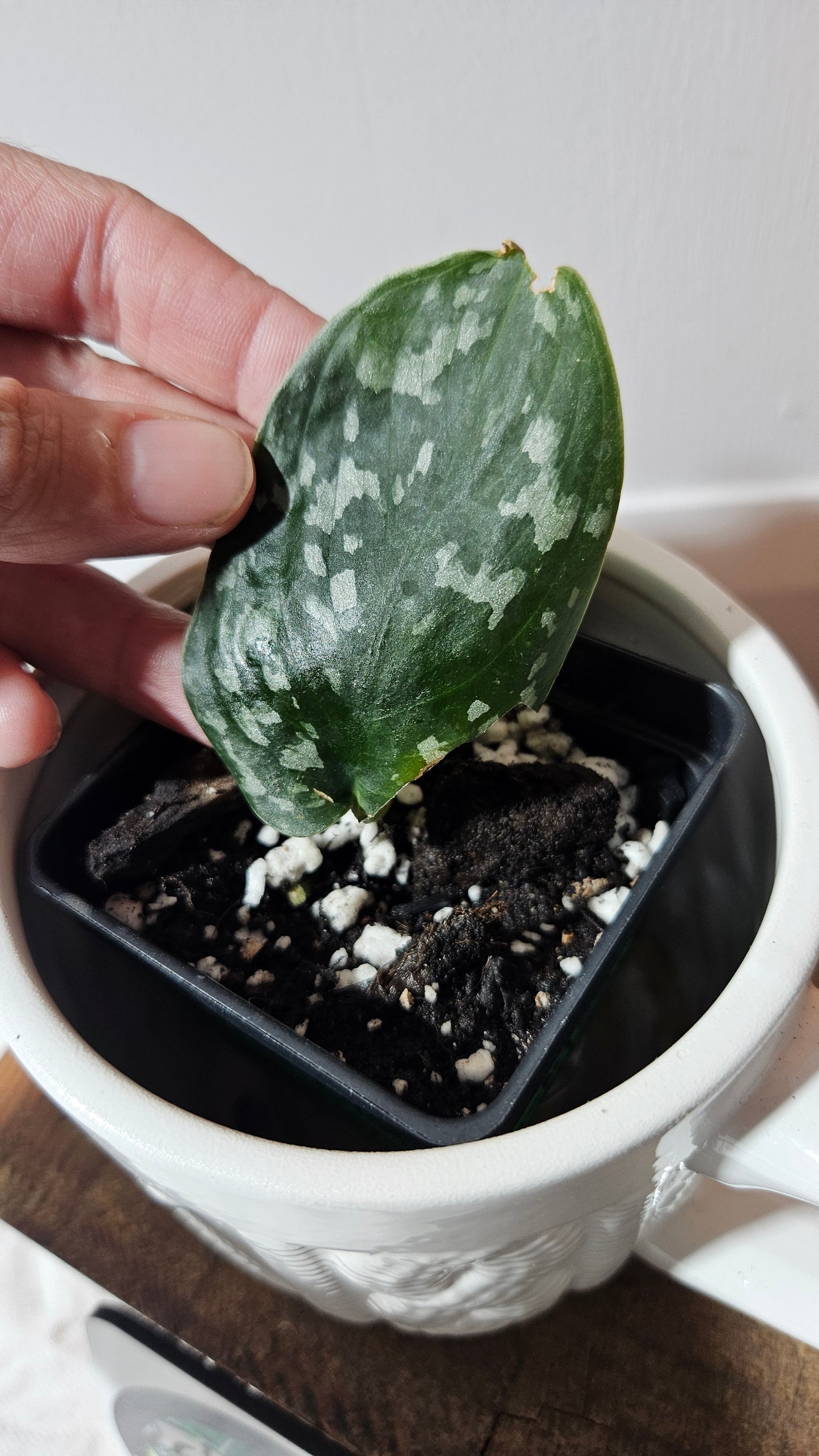 Scindapsus Exotica Batik (SCI-1284)