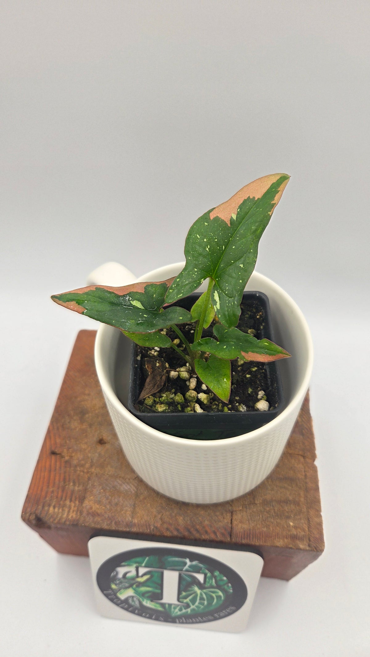 Syngonium Red Spot Tricolore (SYN-529)