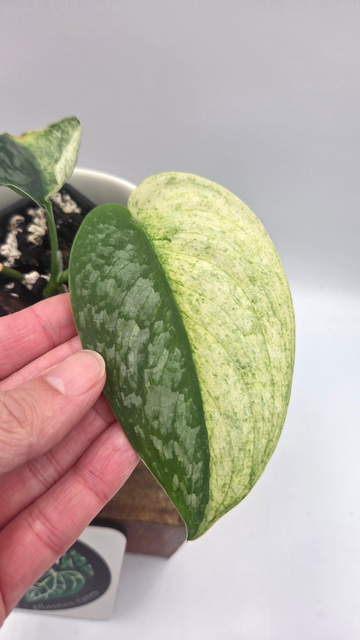 Scindapsus Silver Cloud variegata "Génétique moitié&moitié" (SCI-1523)