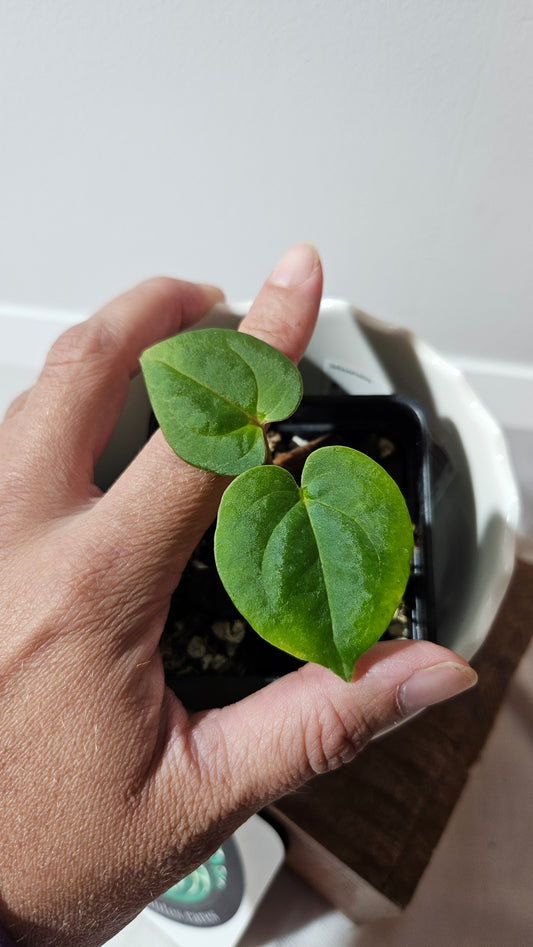 Anthurium Goliath "format SEEDLING" (ANT-467)