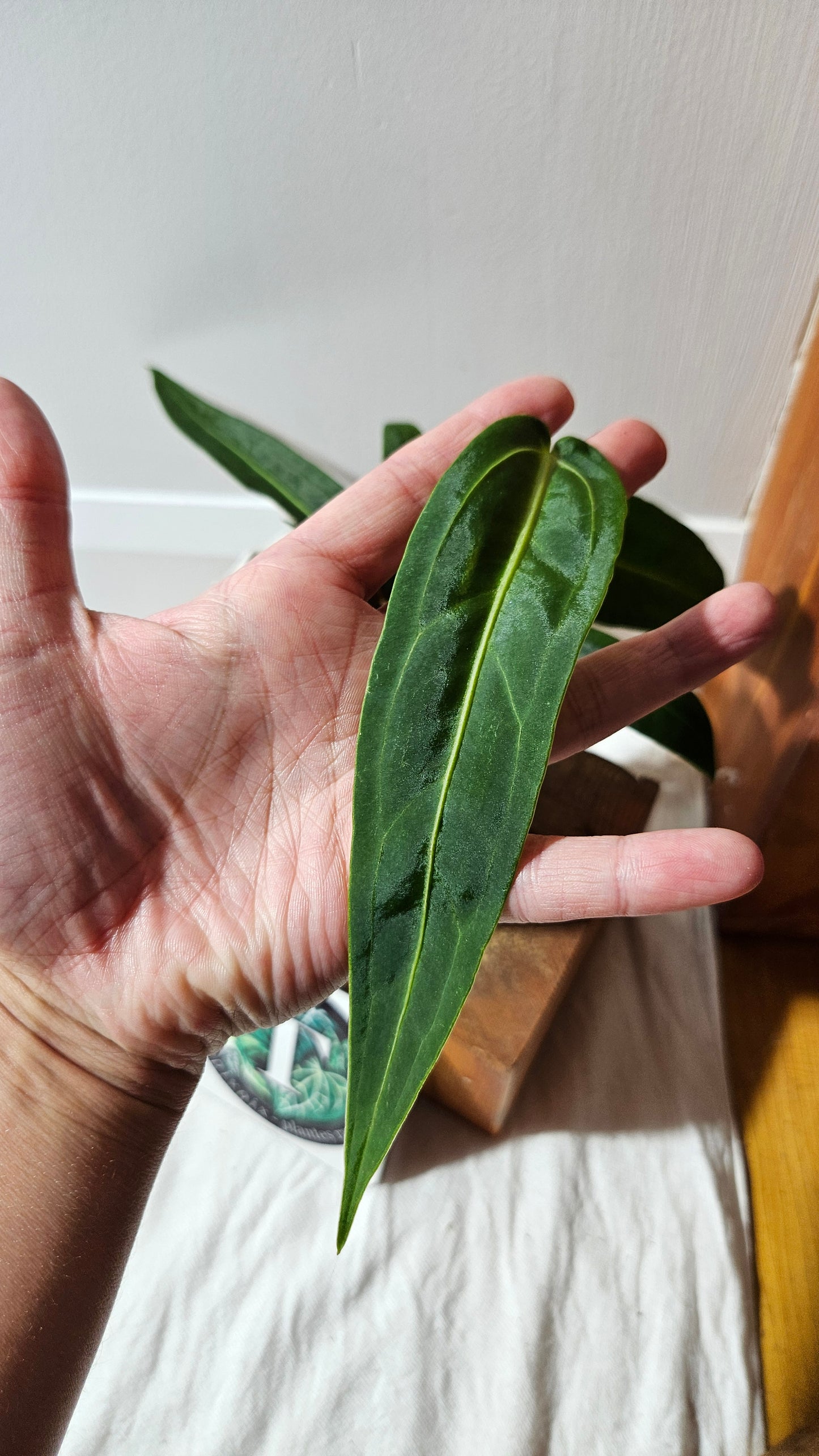 Anthurium Warocqueanum Dark "format MOYEN"(ANT-604)