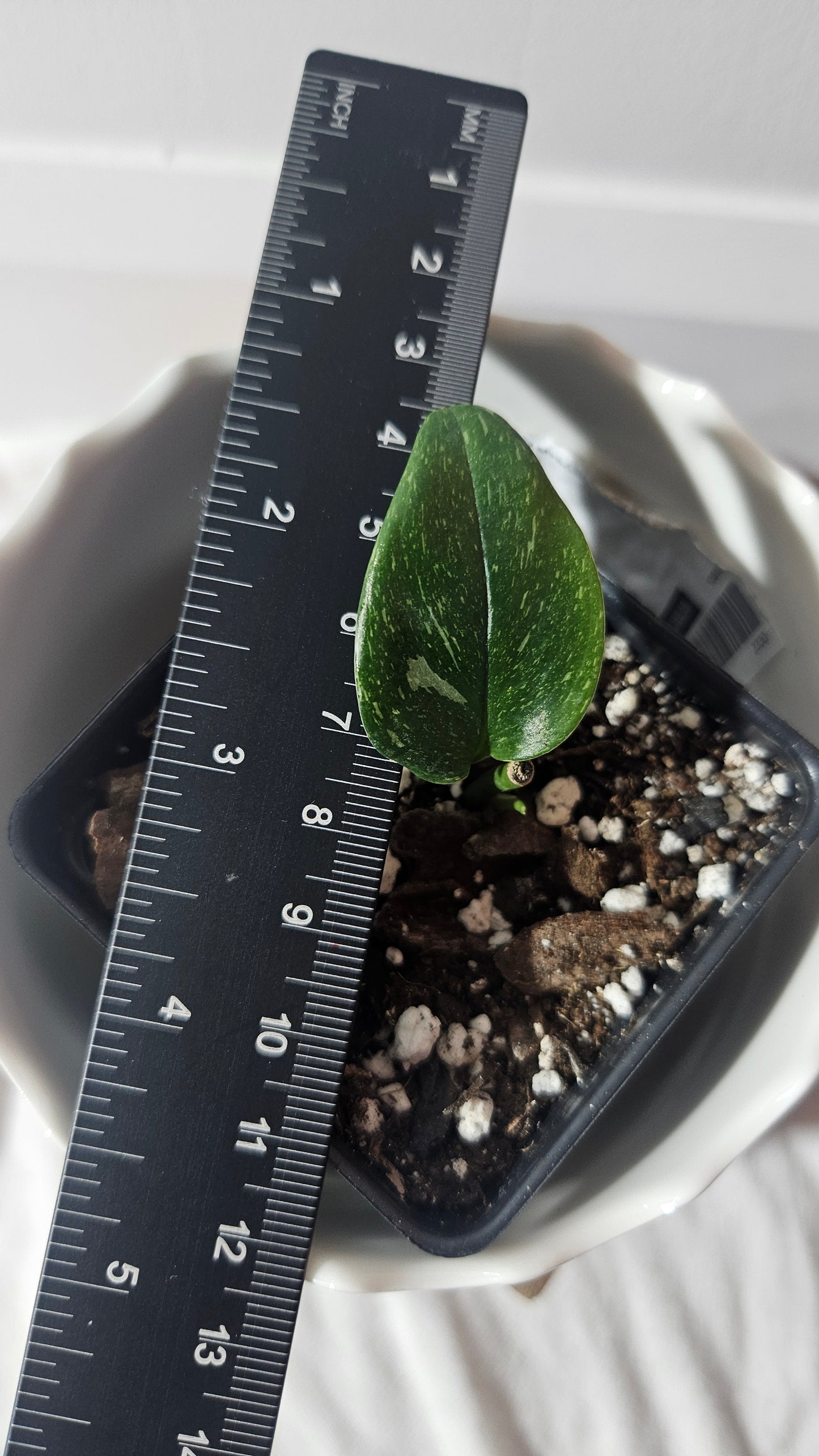 Scindapsus Treubii Galaxy (SCI-935)