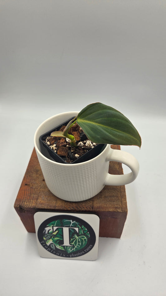 Philodendron Glorious (PHI-1051)