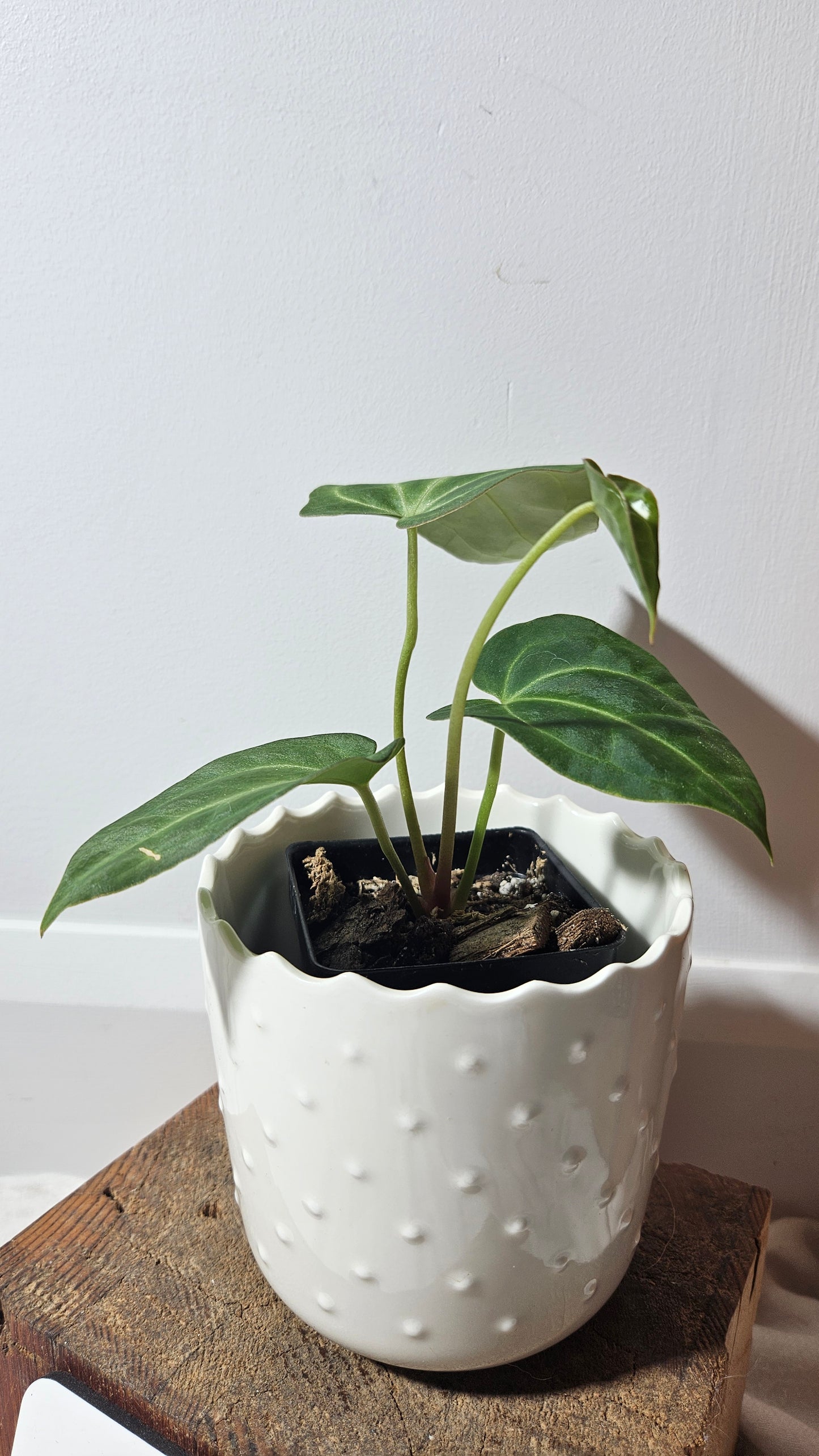 Anthurium Besseae Aff "Format PETIT/MOYEN" (ANT-208)