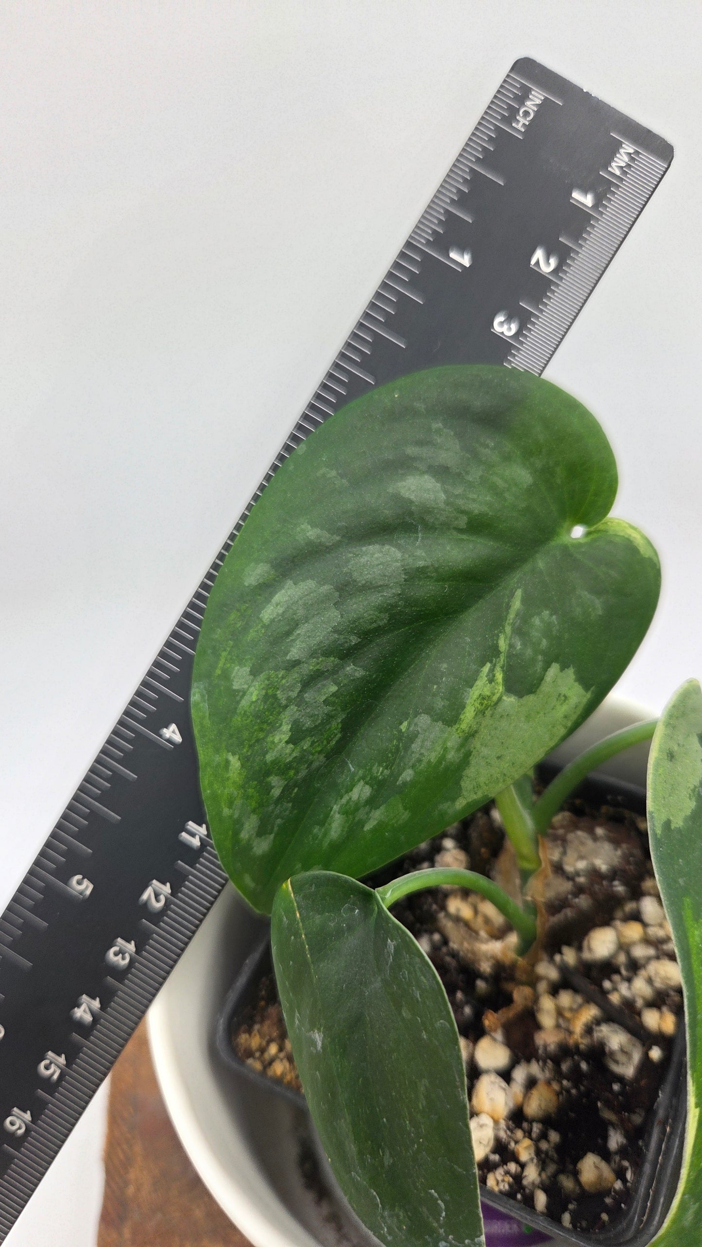 Scindapsus Silver Splash "Green on Green" (SCI-1433)